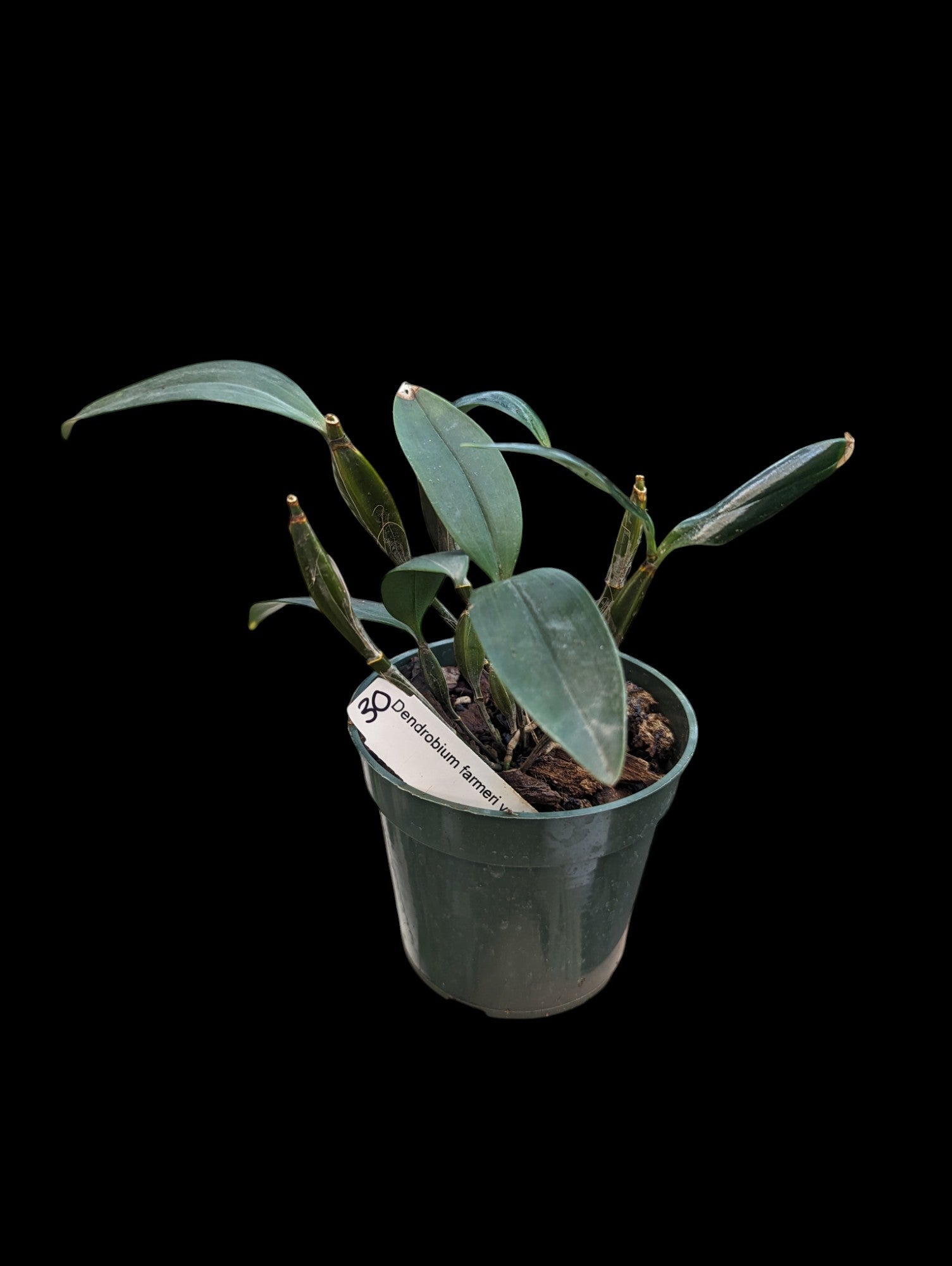 Dendrobium Farmeri V. Aureoflavum