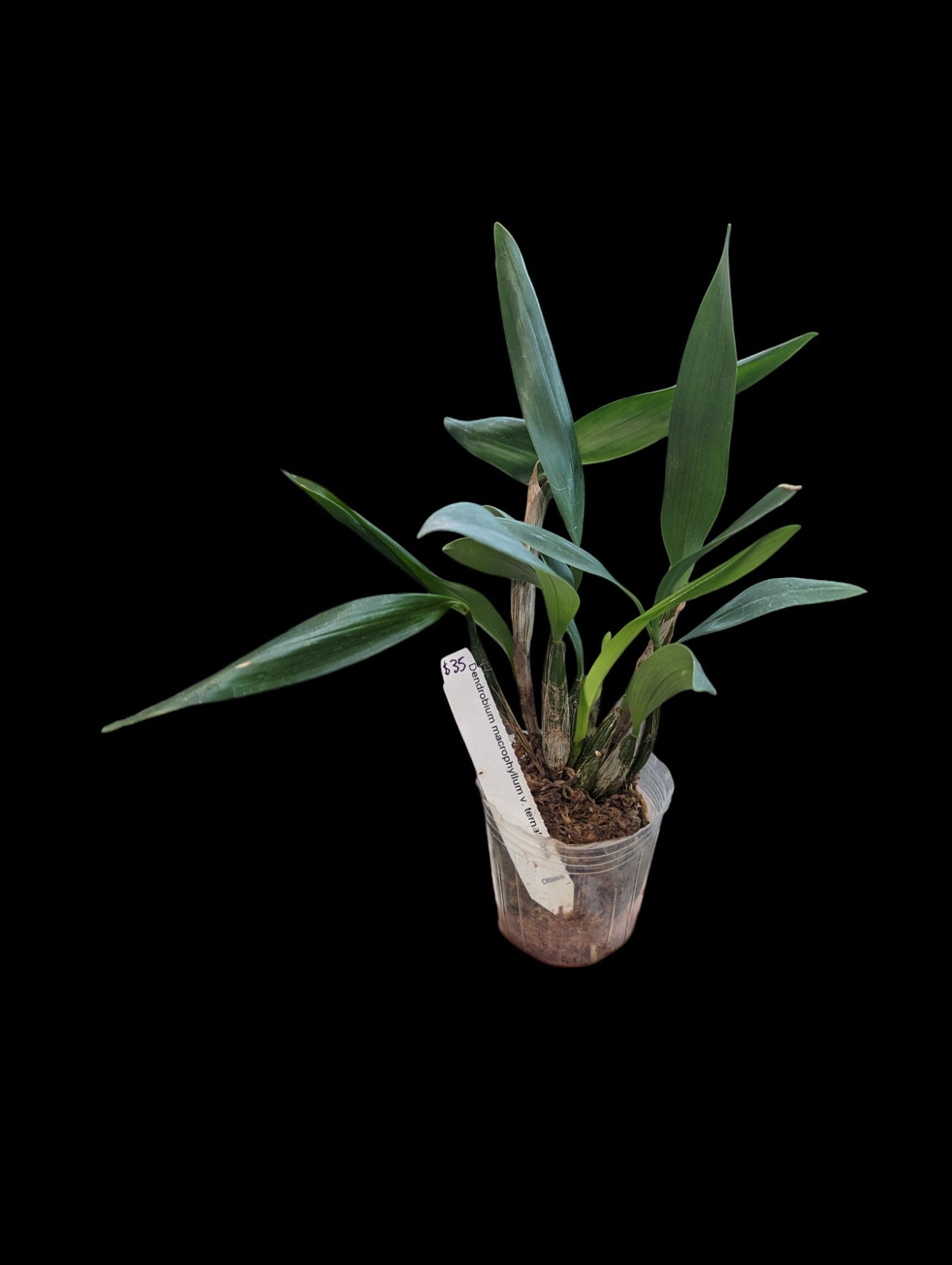 Dendrobium macrophyllum contre ternatense