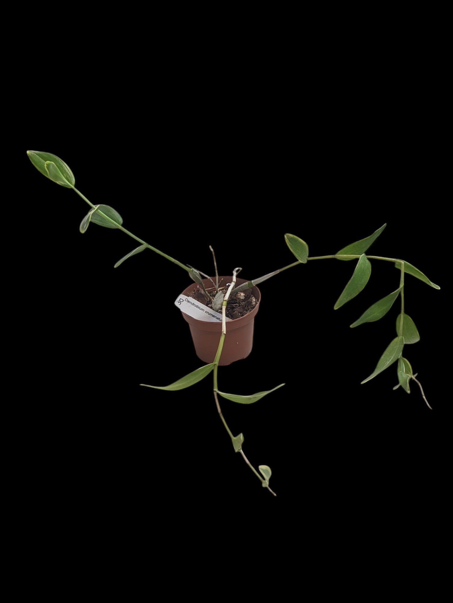 Dendrobium crumenatum panaché