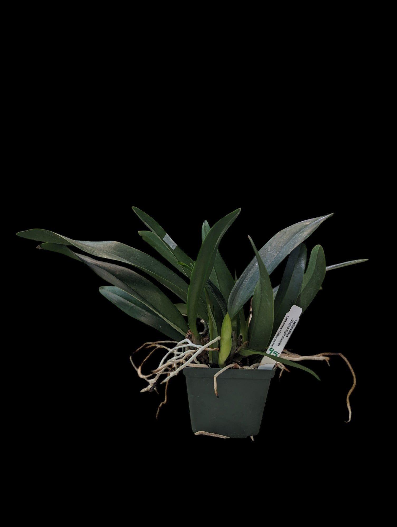 Laeliocattleya Uzhupud Nuit Coerulea