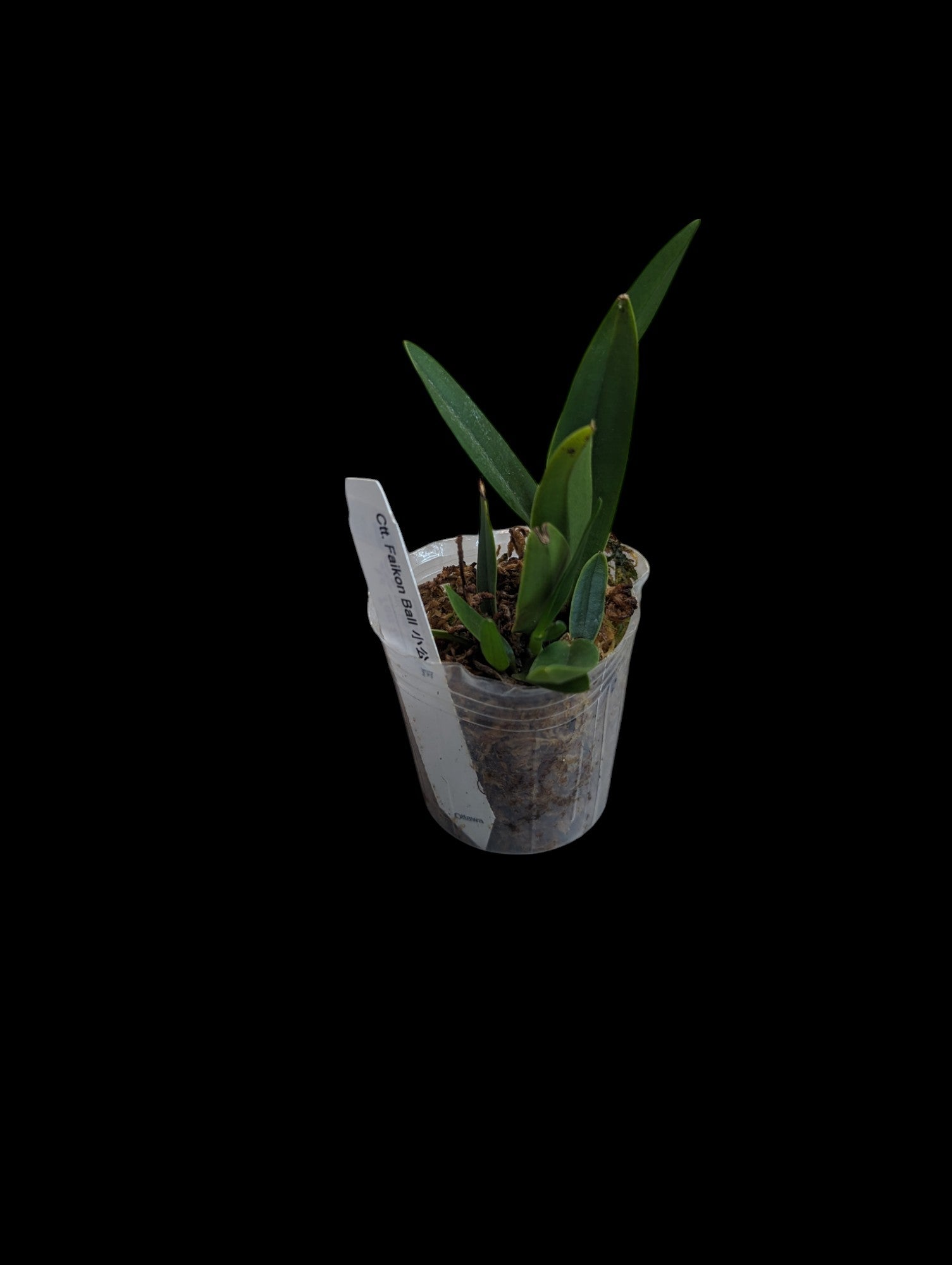 Boule de Cattlianthe Faikon