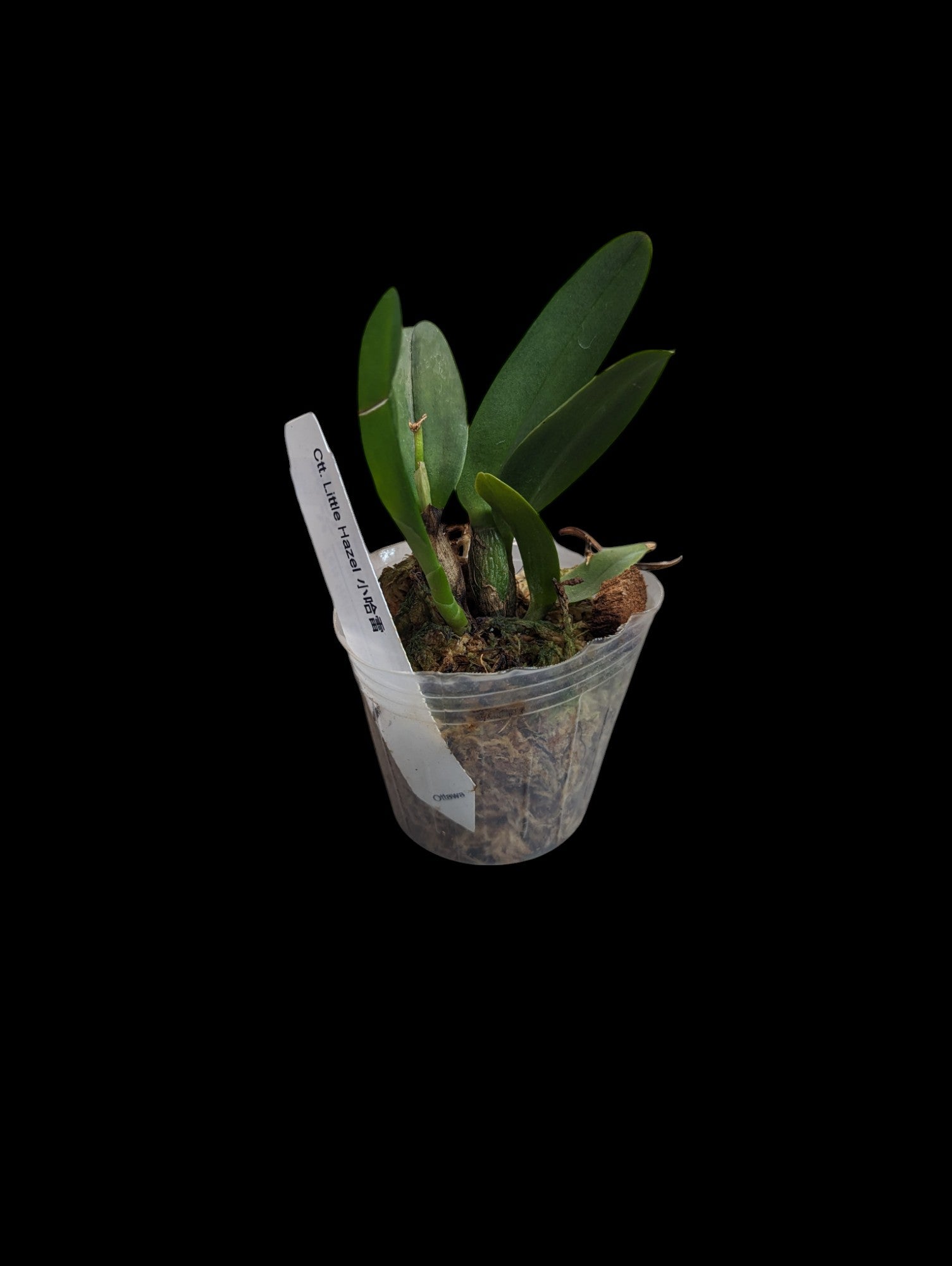 Cattlianthe Petit Noisetier