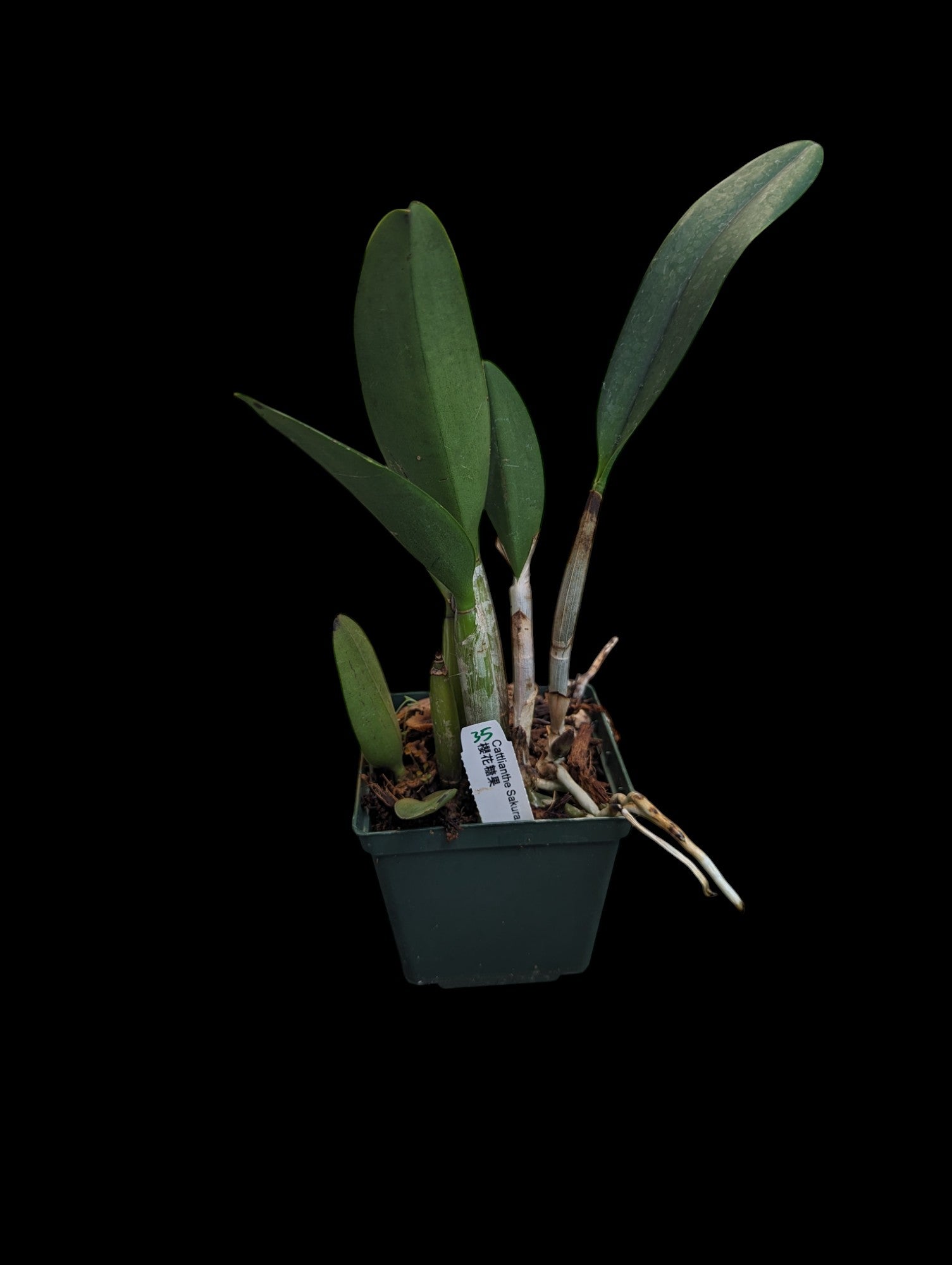 Ange bonbon Cattlianthe Sakura