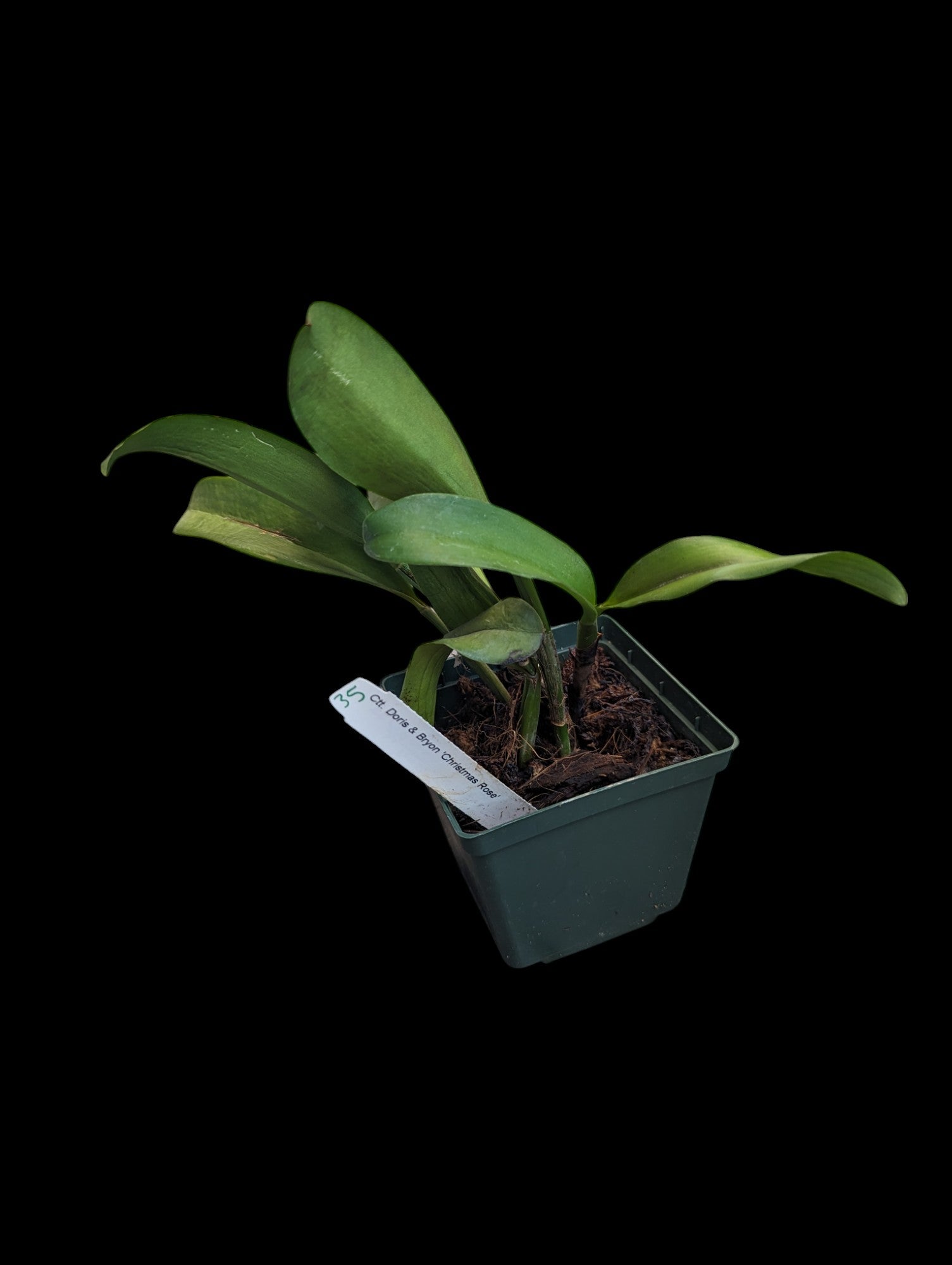 Cattlianthe Doris & Byron 'Rose de Noël'