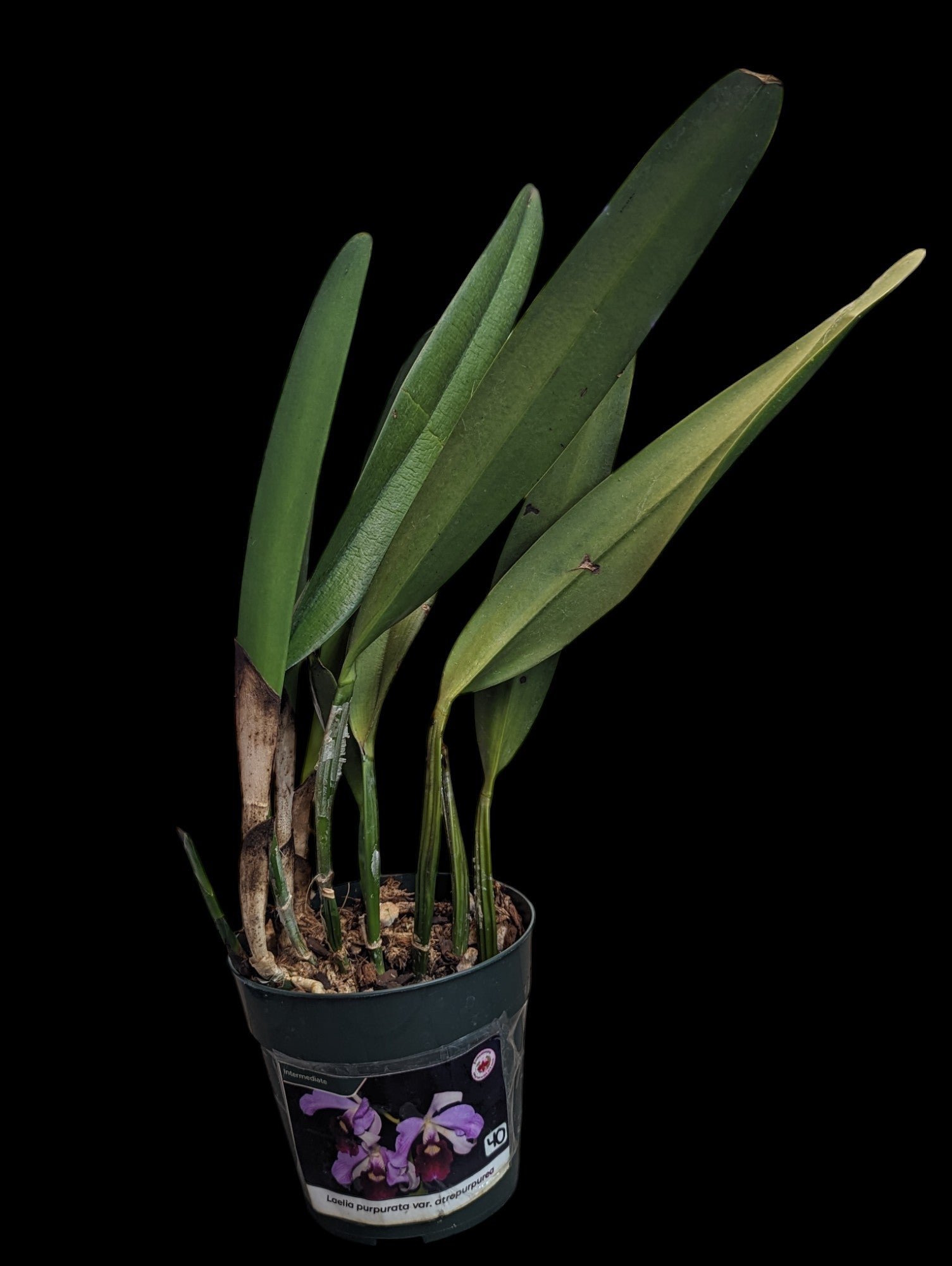 Laelia purpurata var. atropurpurée