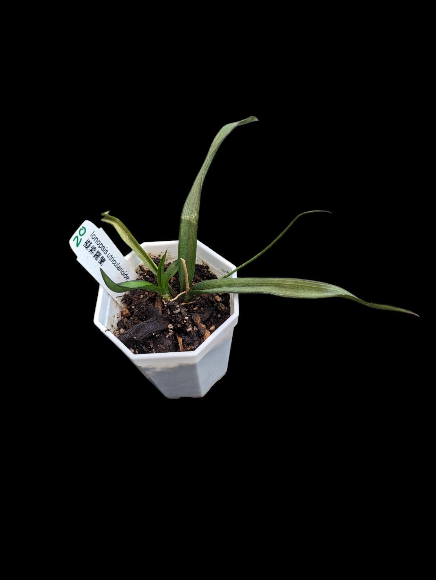 Ionopsis utriculaire