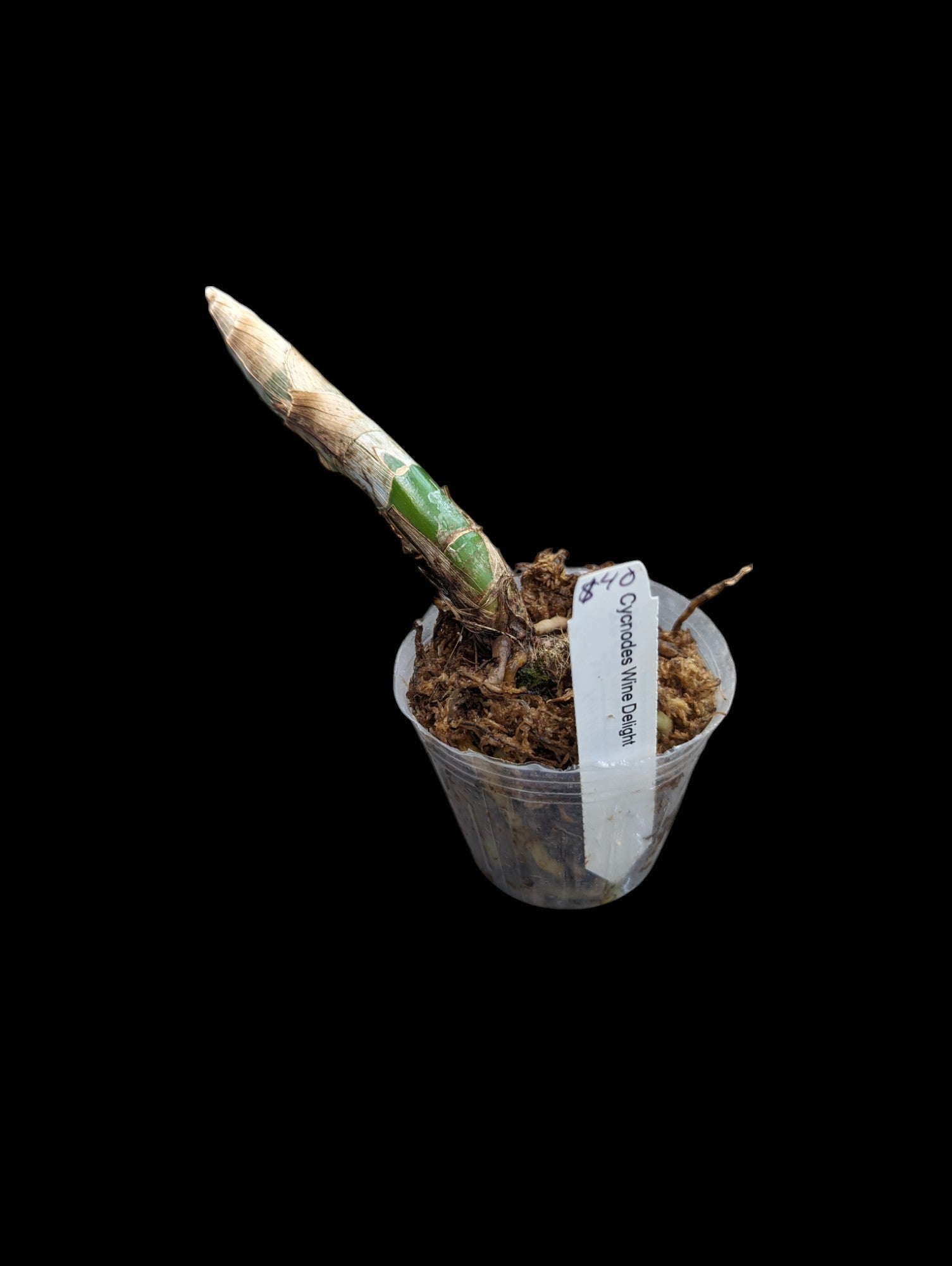 Délice au vin Cycnodes