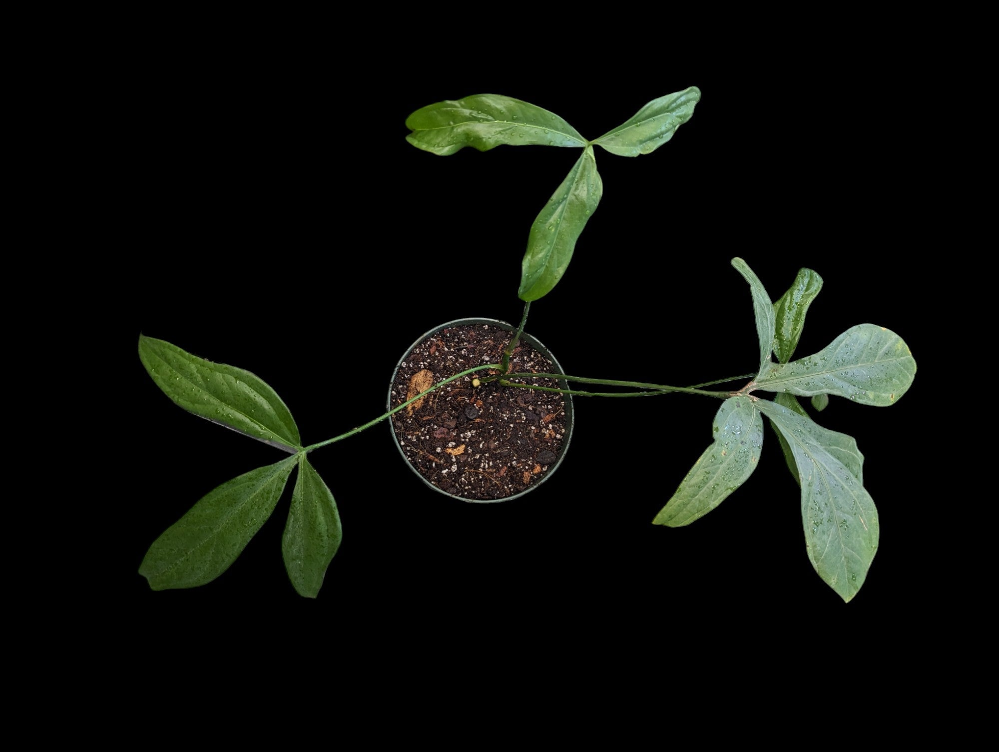 Anthurium Clavigerum