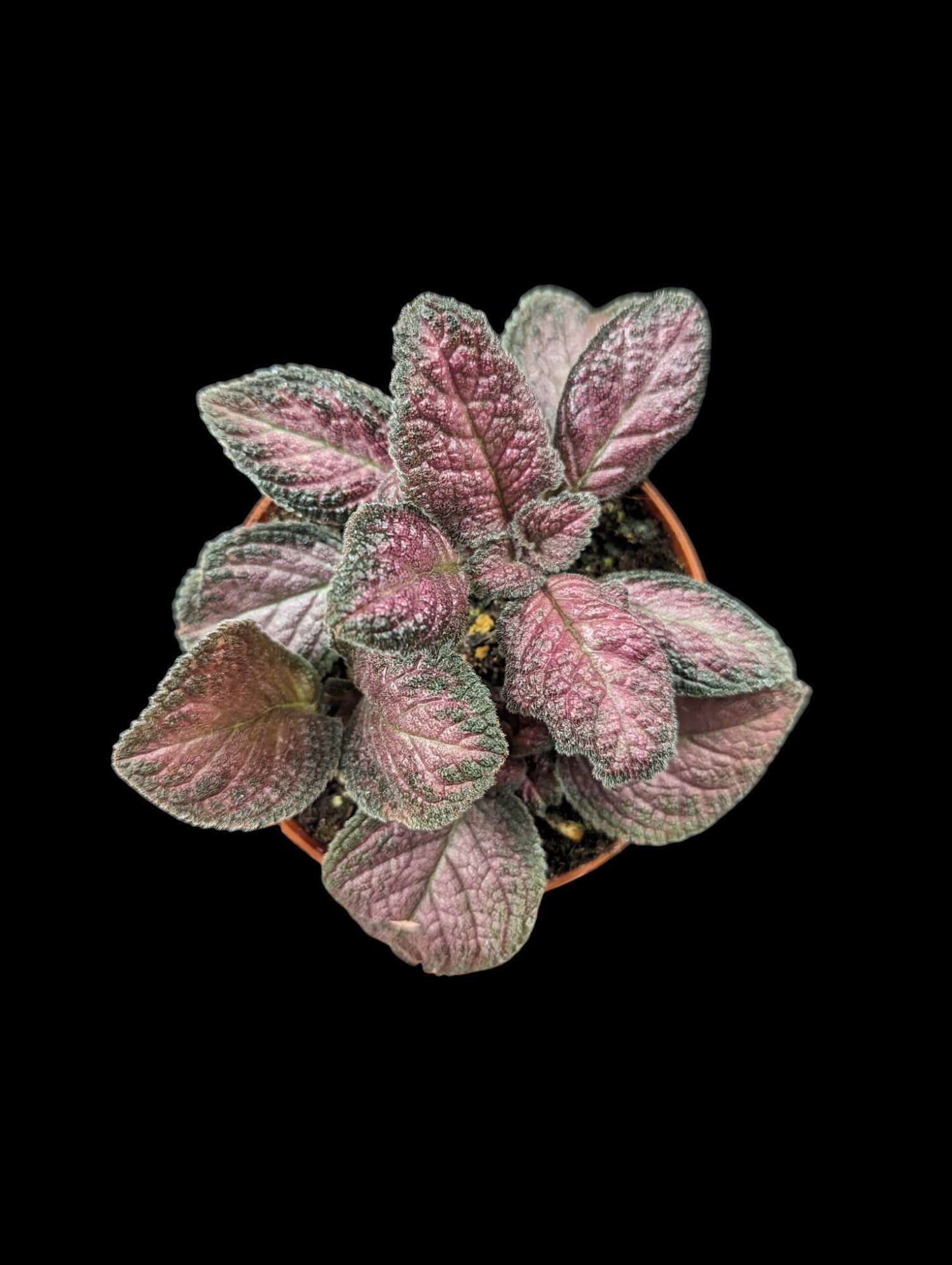 Épiscias Purple Rain