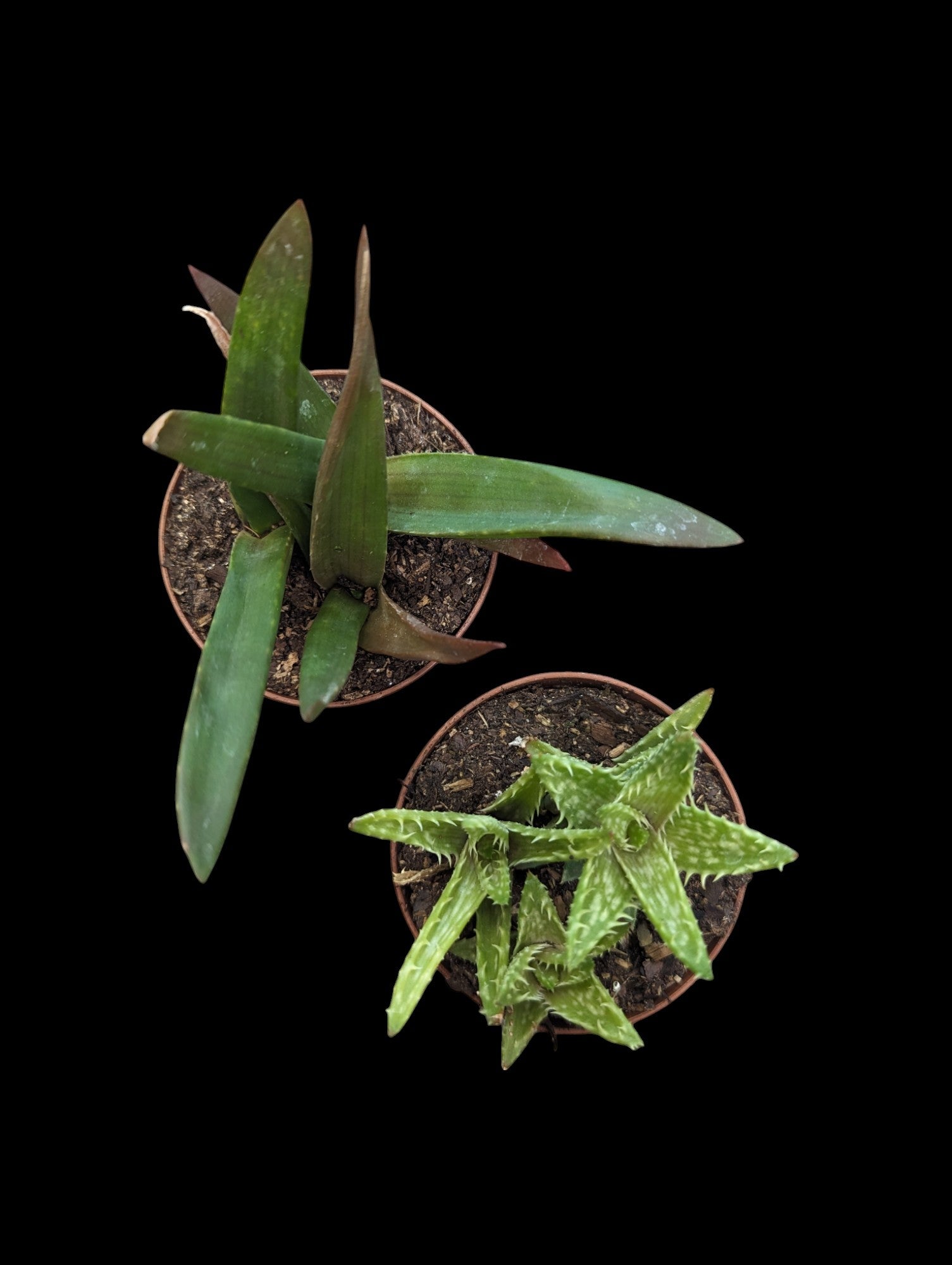 Assortiment d'hybrides d'aloès
