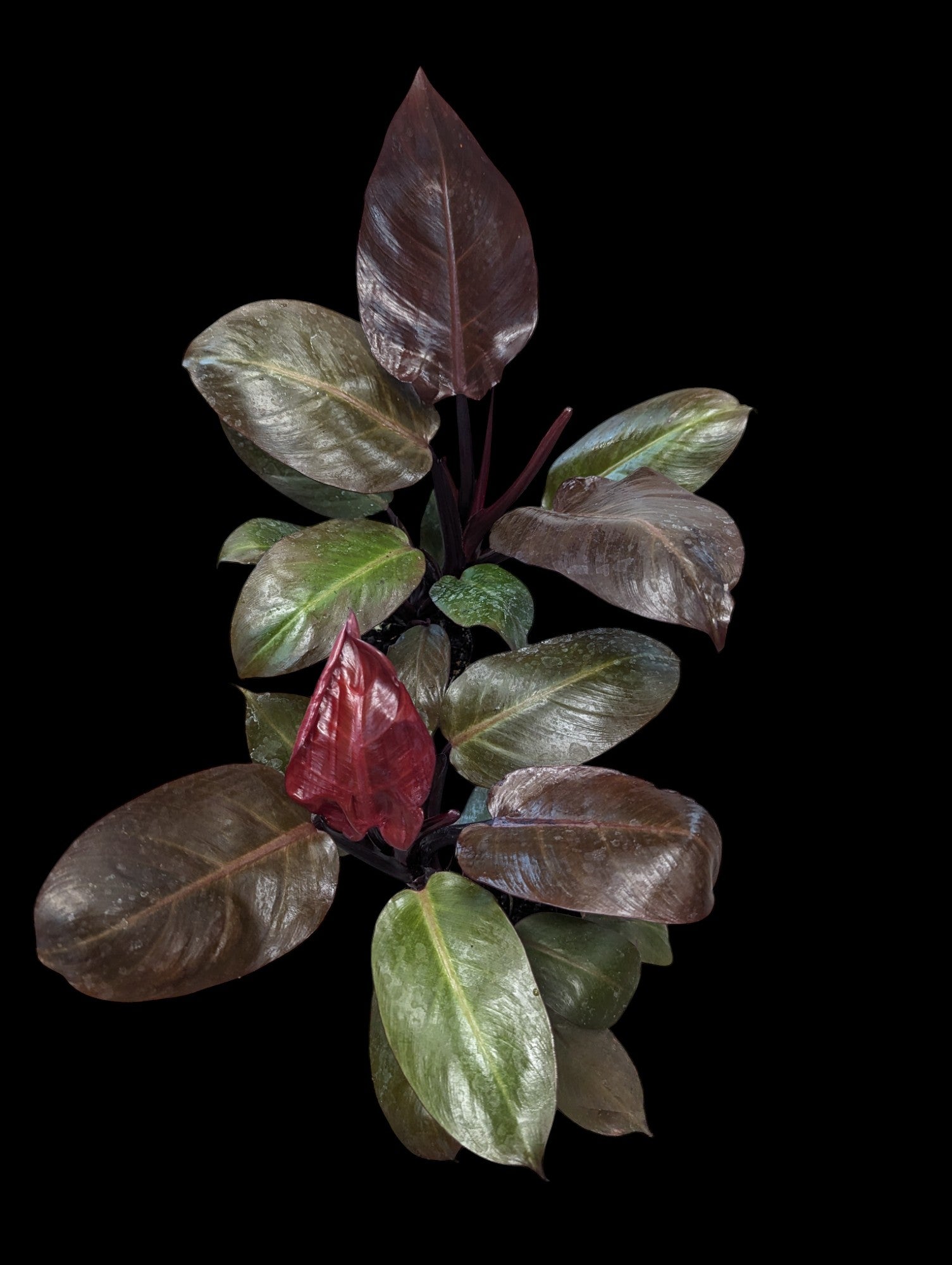 cherry red philodendron Philodendron Red Cherry