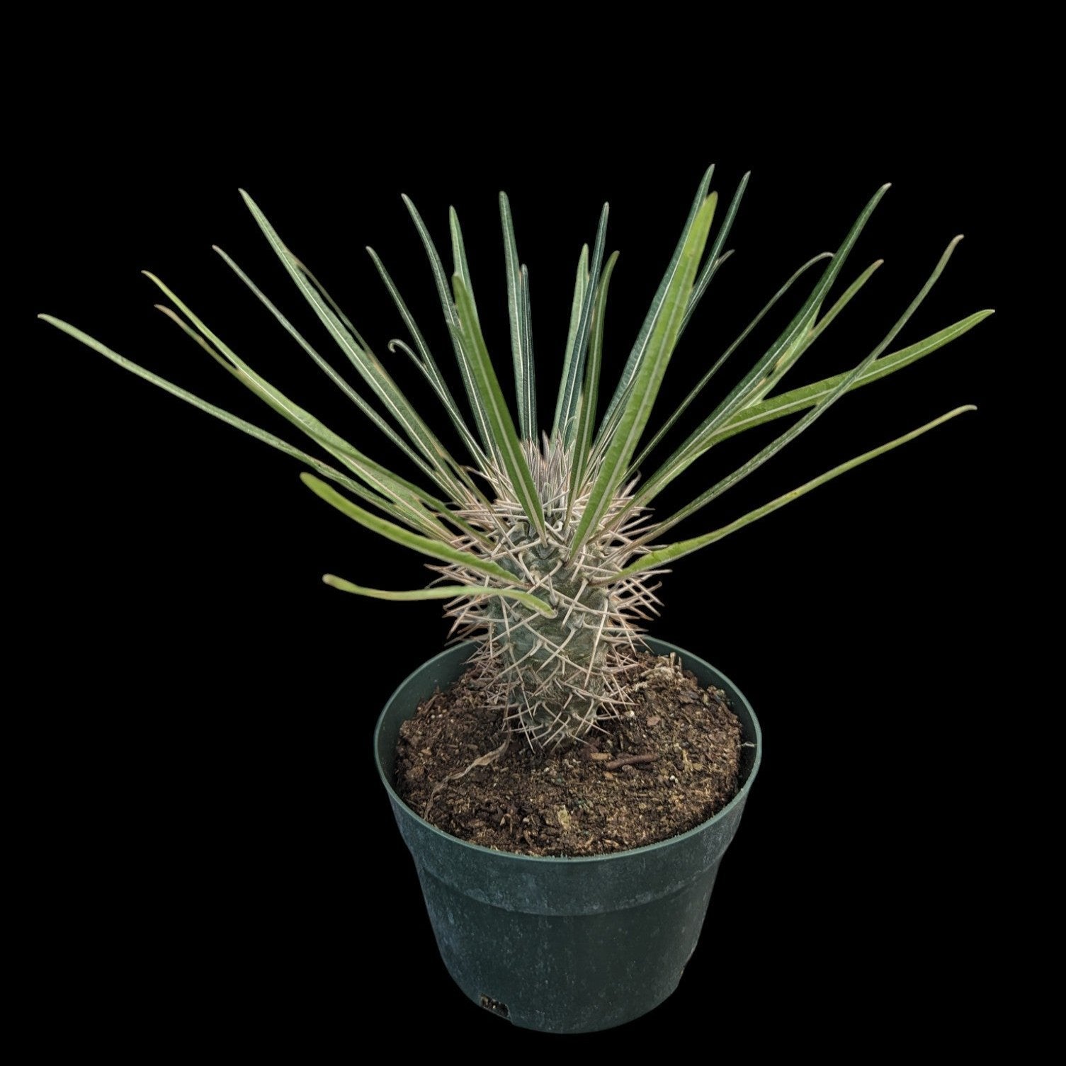 Palmier de Madagascar