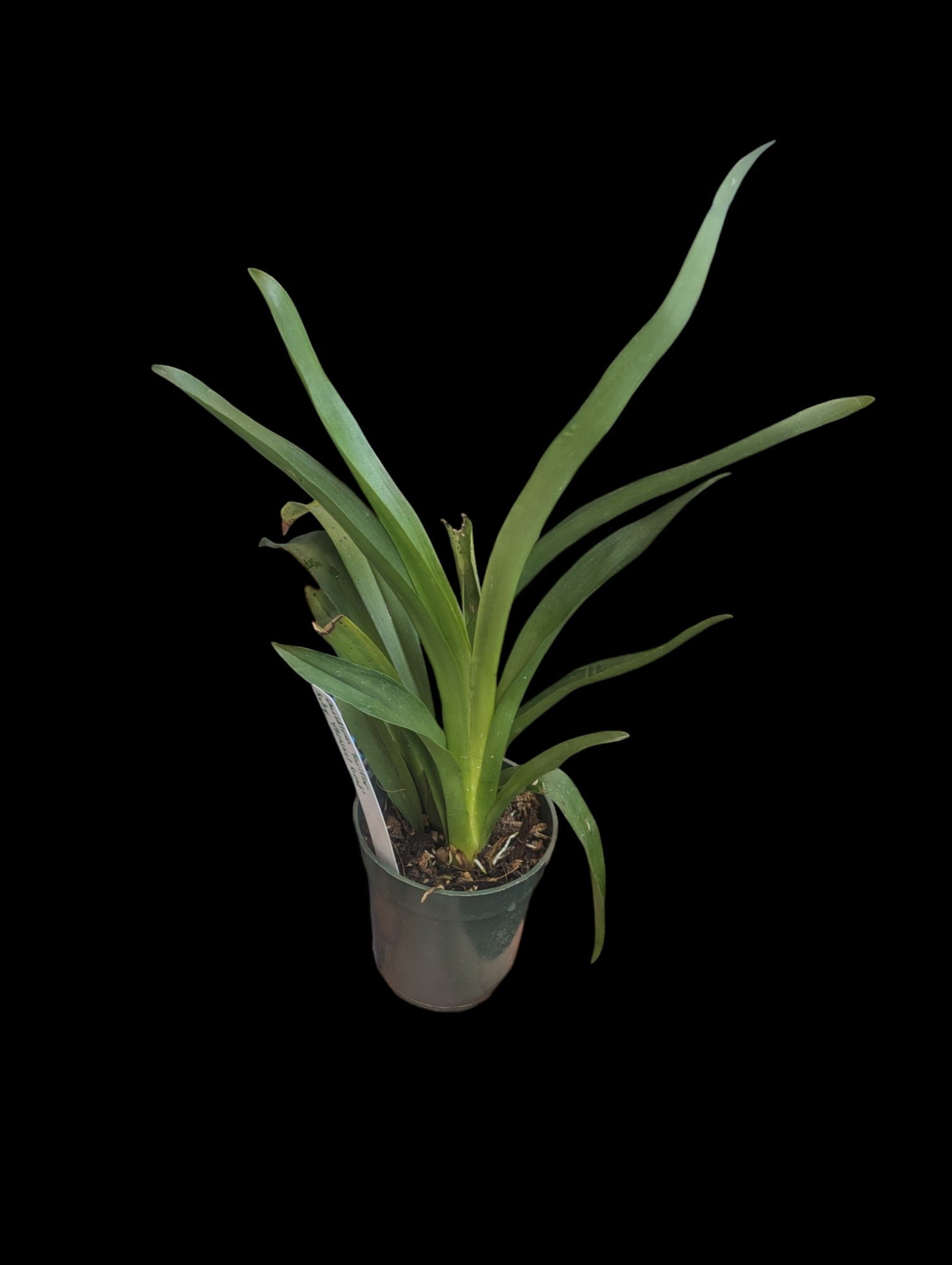 Oncidium Tariflor Rubis