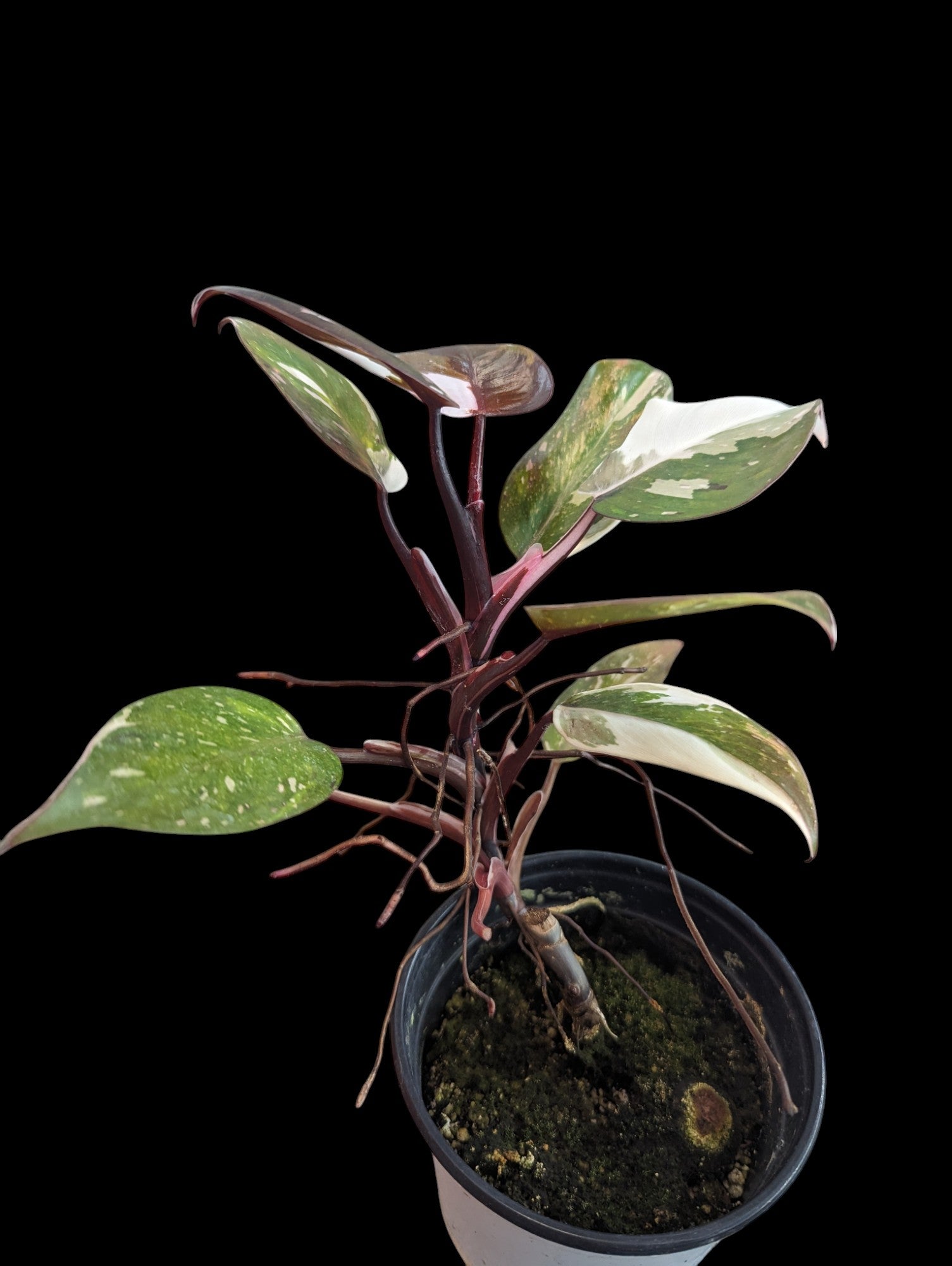 Philodendron Red Anderson