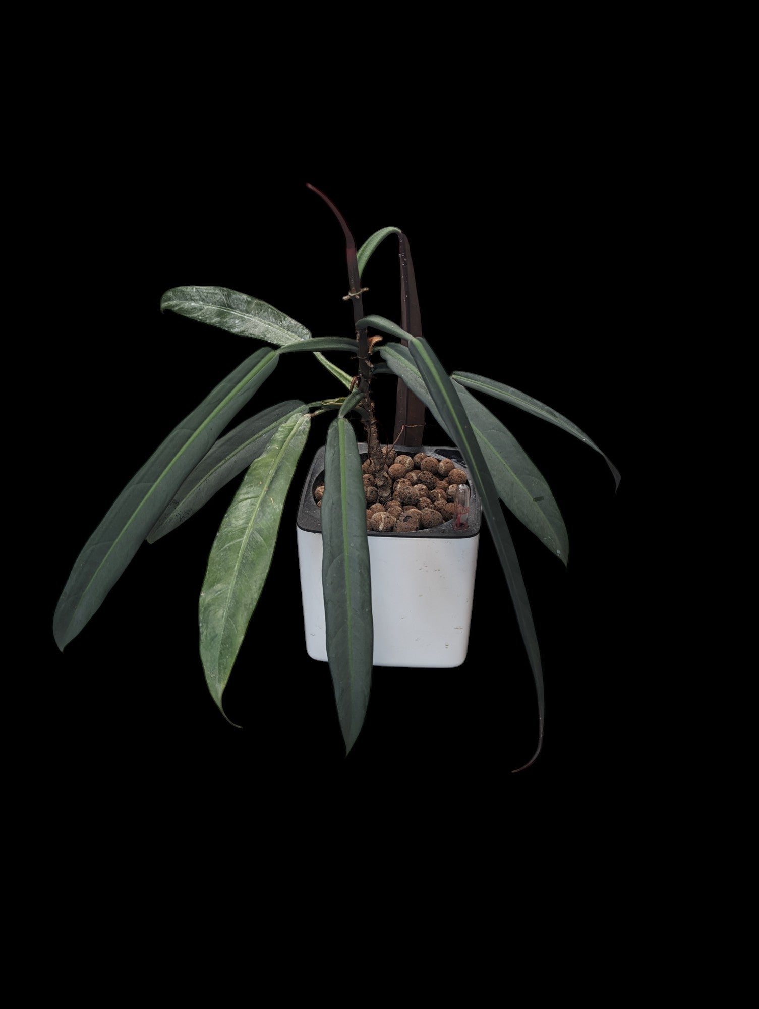 Philodendron bicolor en pot Leuchuza cube blanc