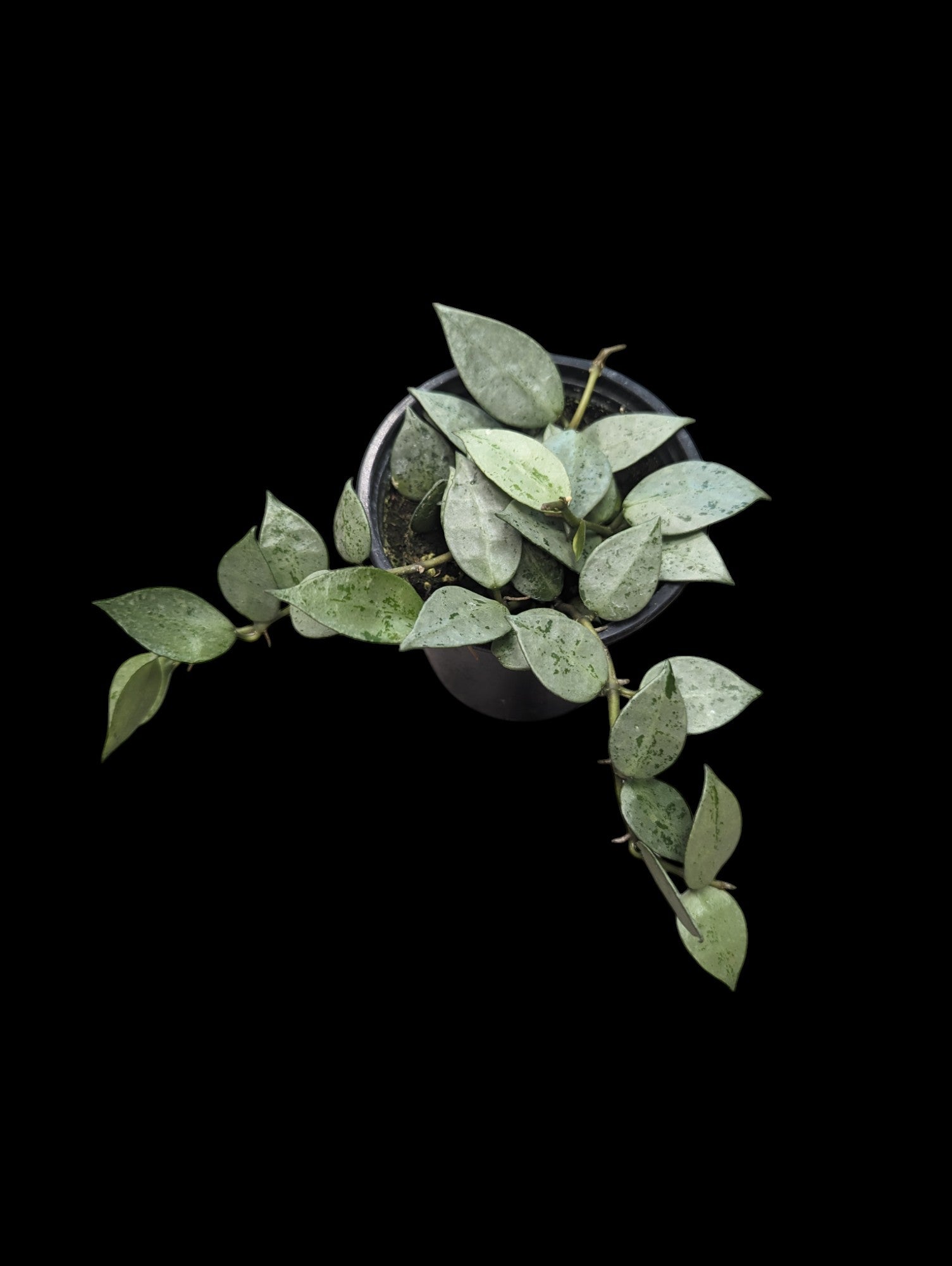 Hoya krohniana Eskimo
