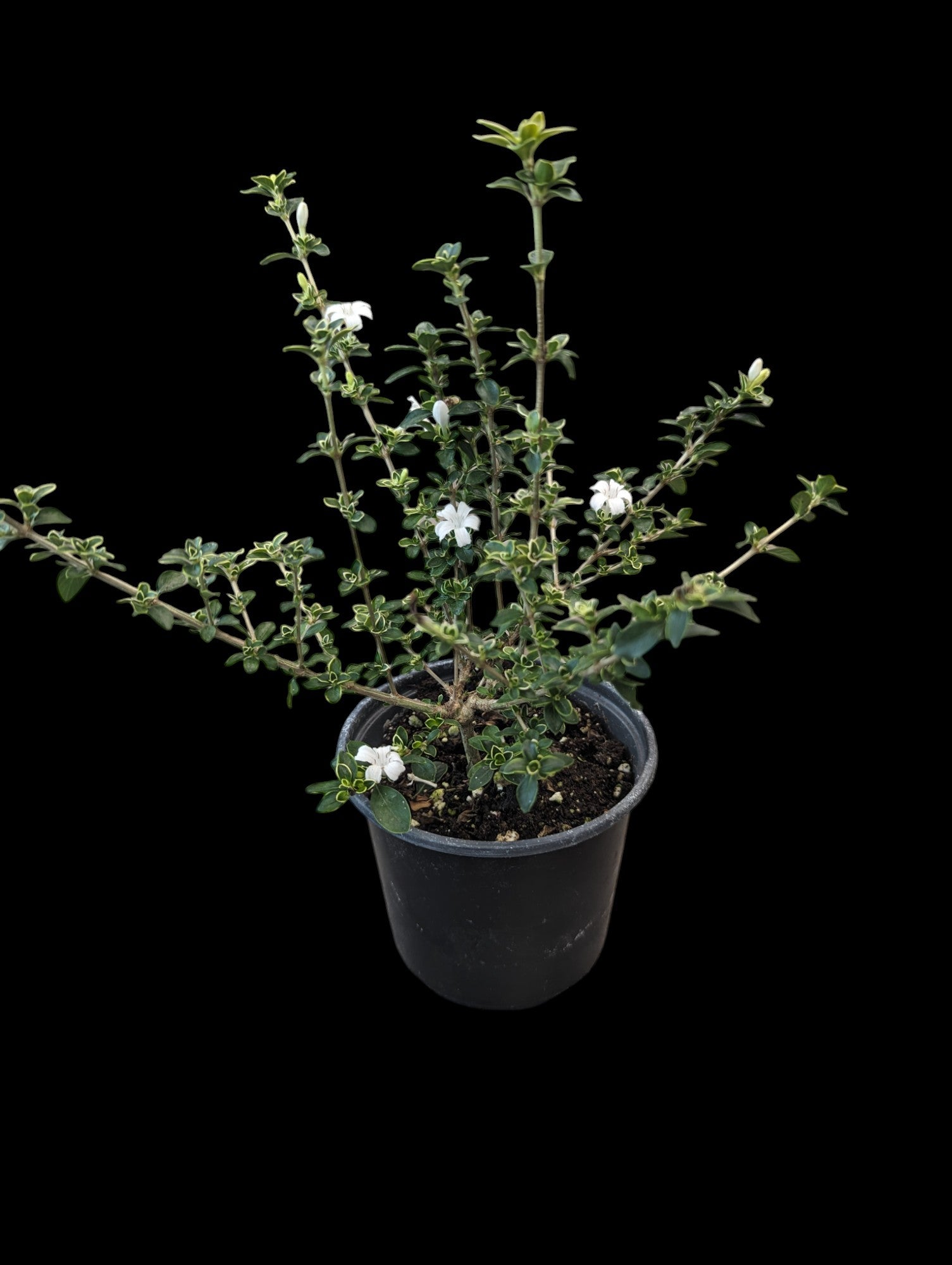 Serissa panachée
