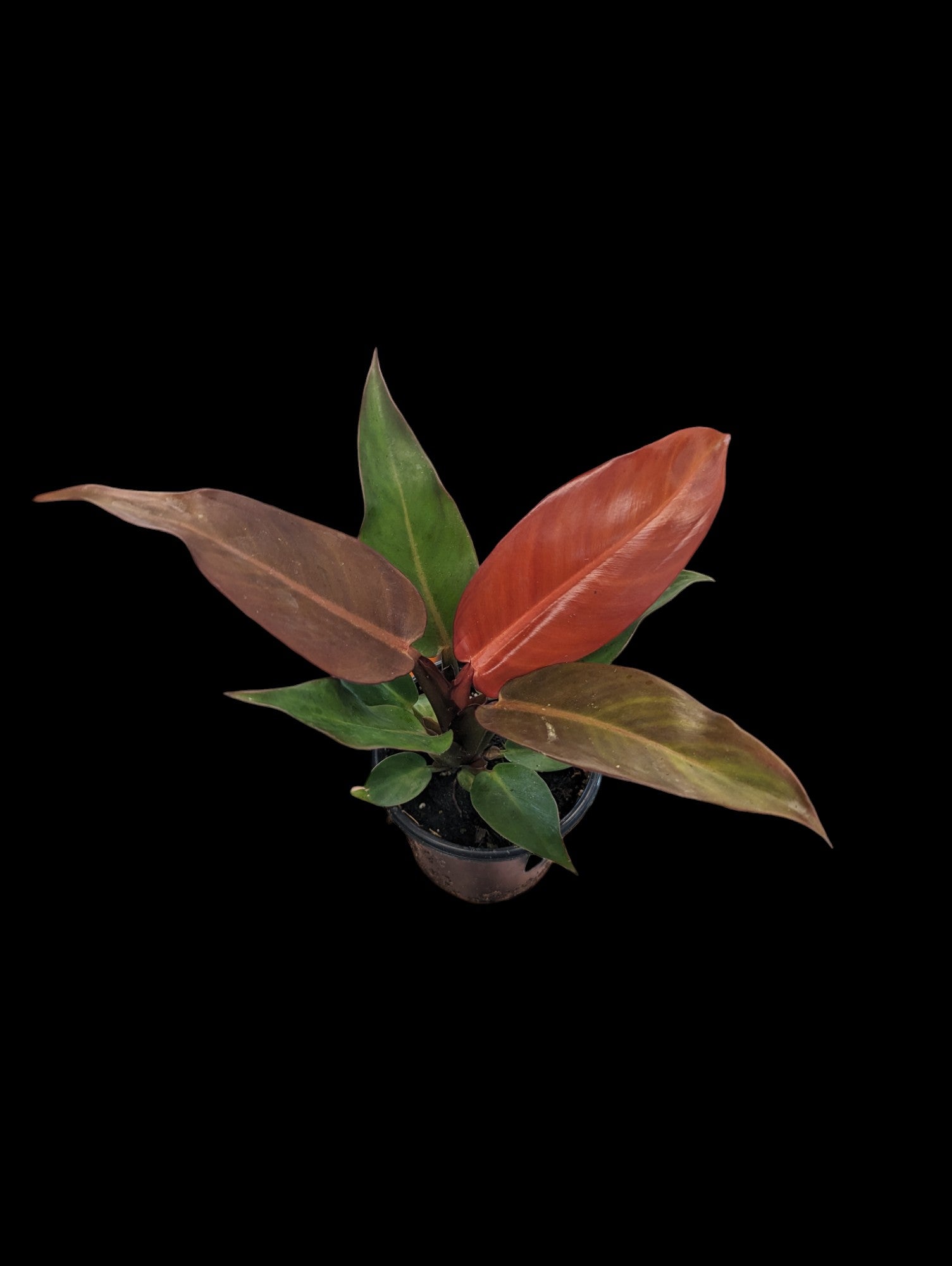 Philodendron 'Selloum' Rouge Soleil