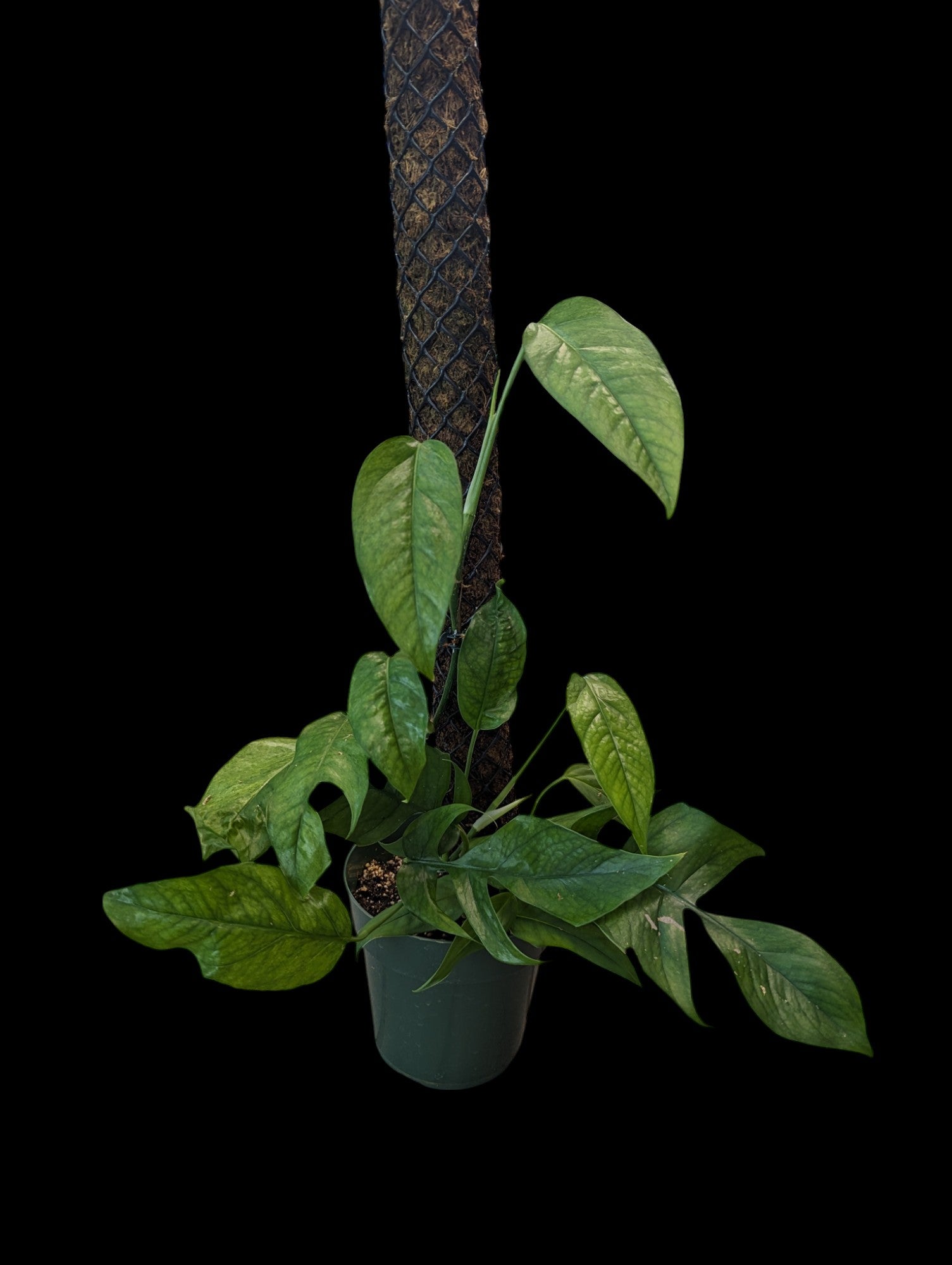 Epipremnum Baltic Blue à faible panachure avec tige de mousse