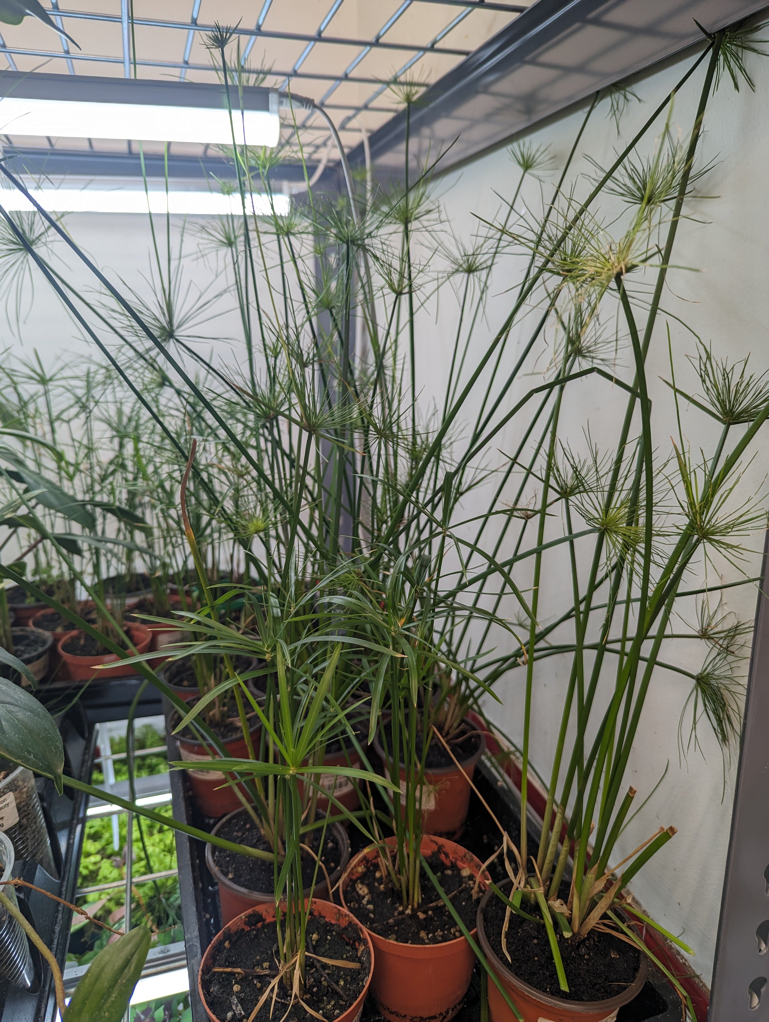 Cyperus papyrus