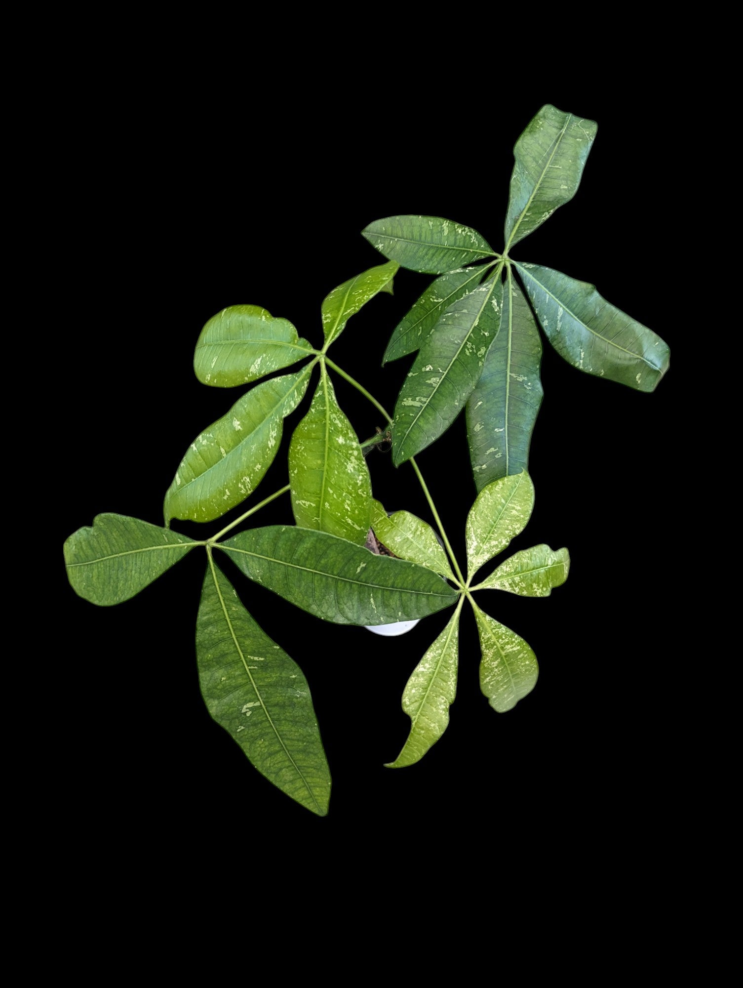 money tree plant with 7 leaves Money Tree Variegated