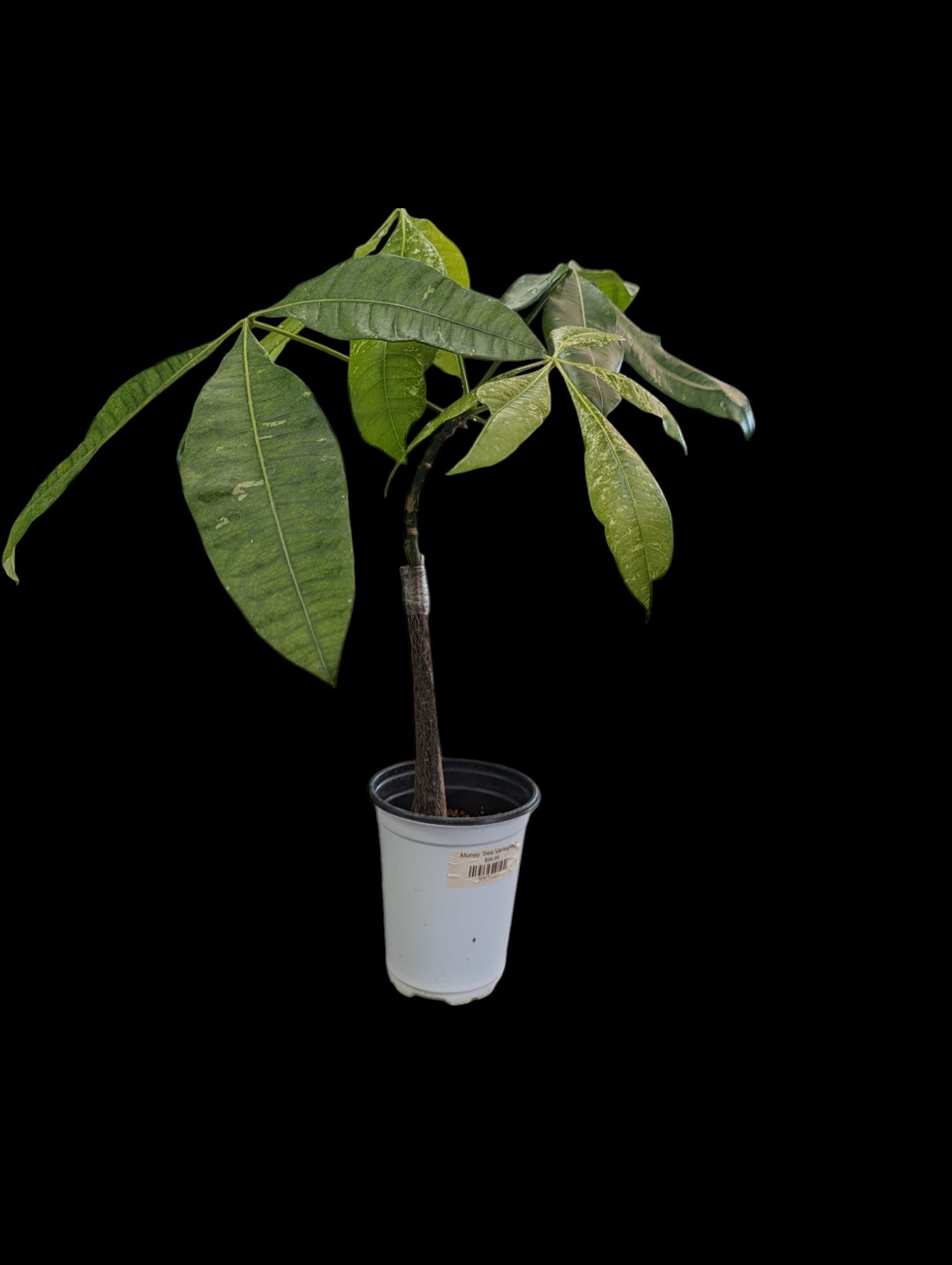 Arbre à argent panaché