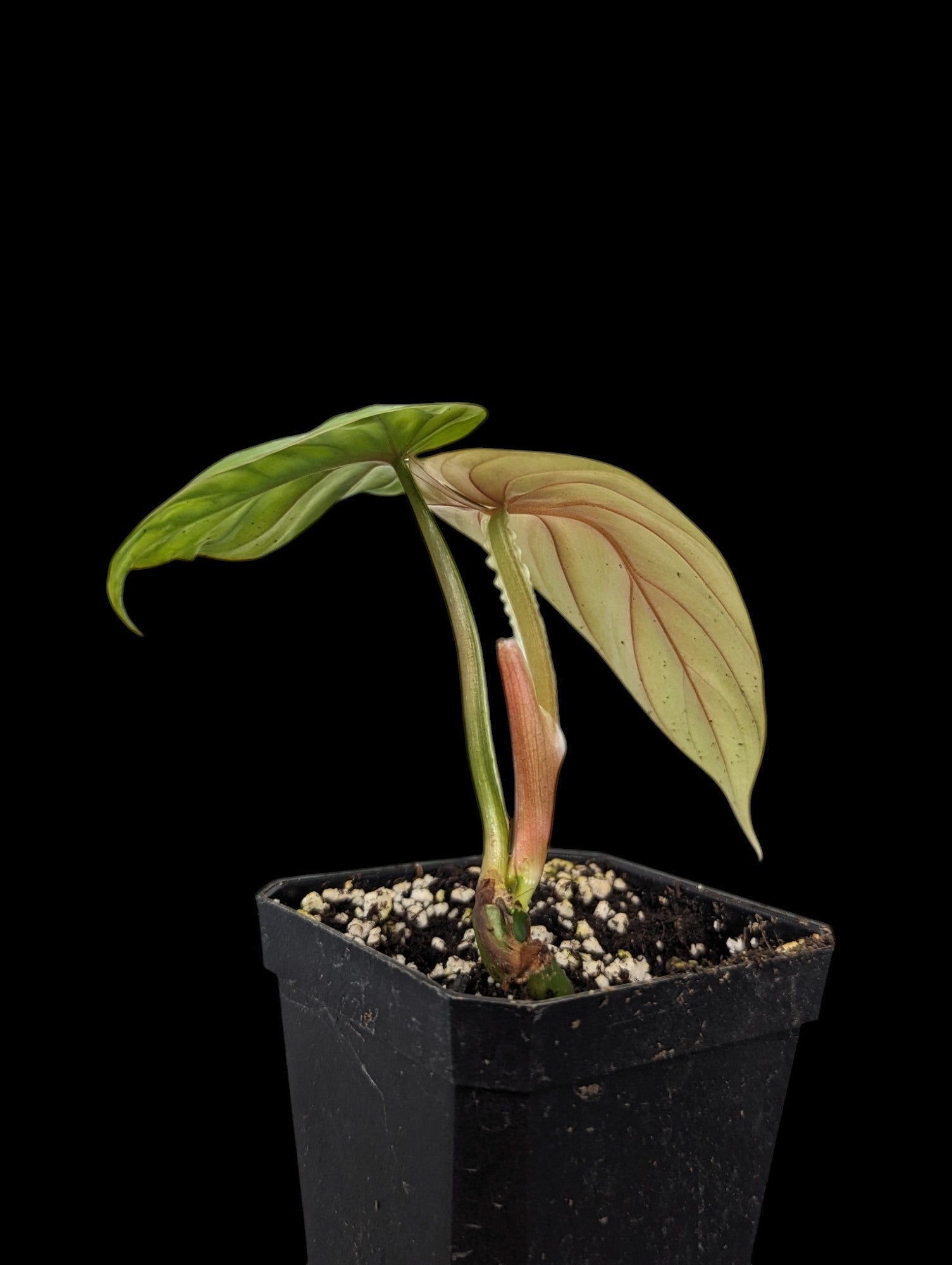 Philodendron plowmanii