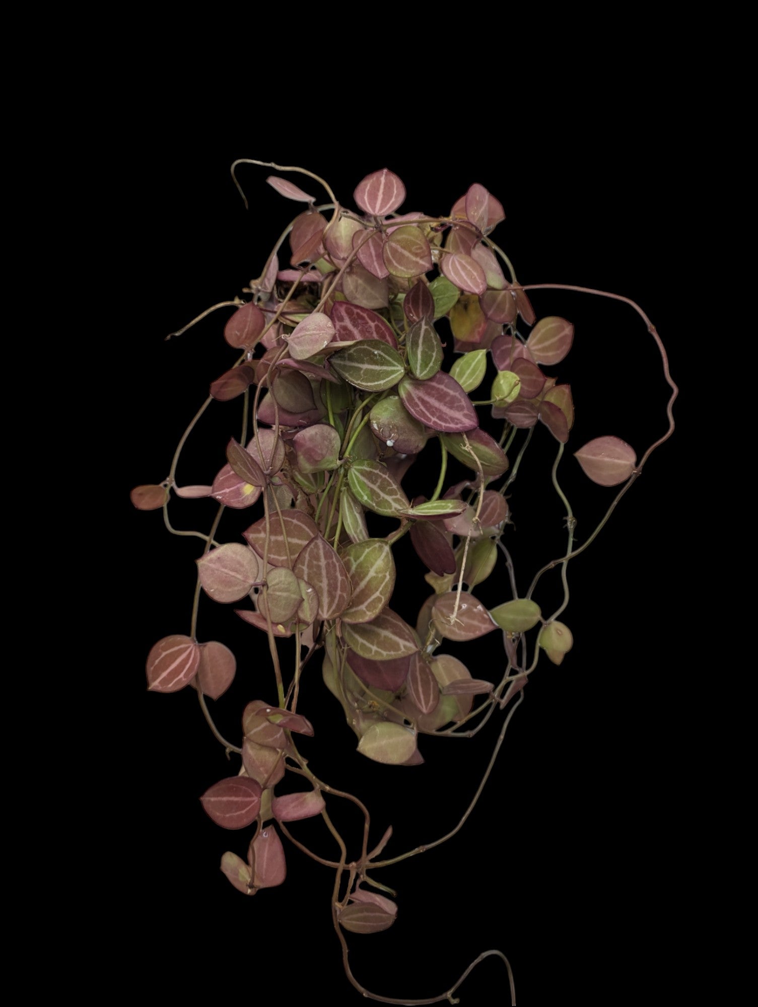 Dischidia Watermelon (ovata)