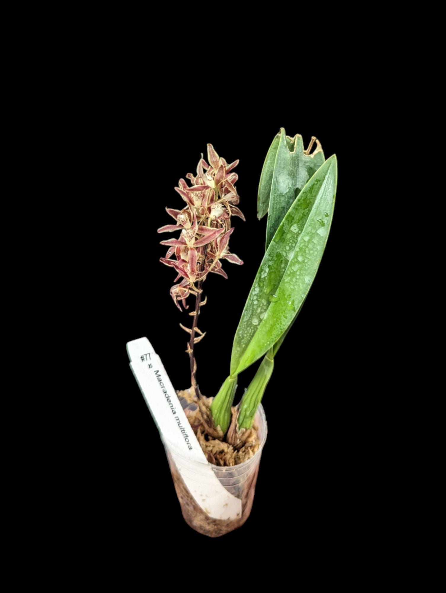 Macradenia multiflora