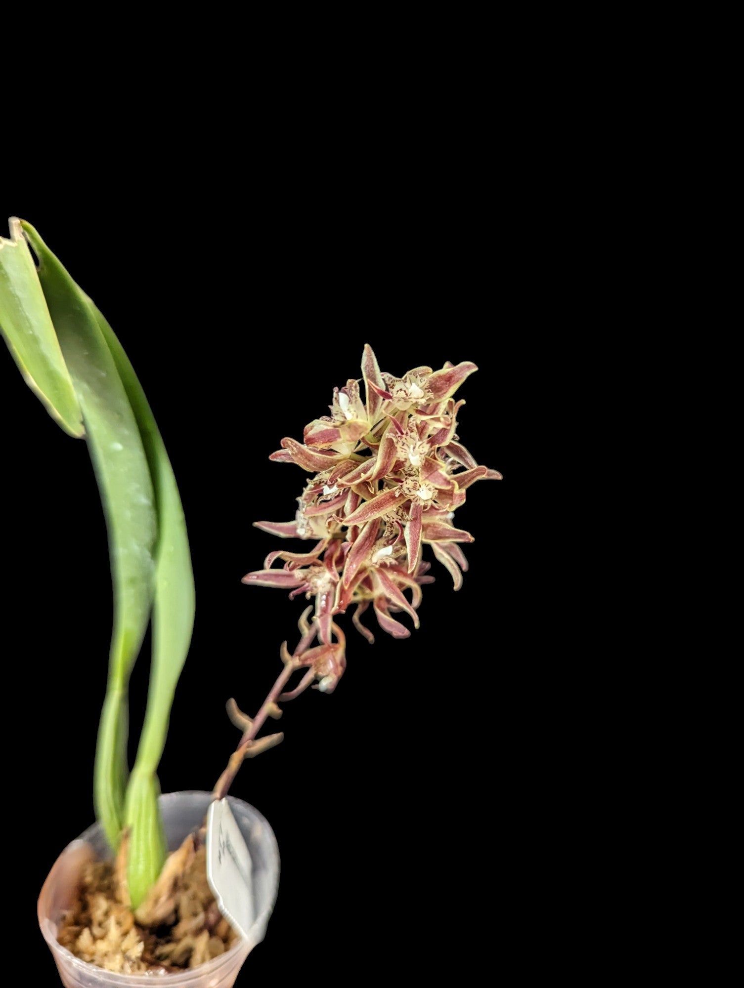 Macradenia multiflora