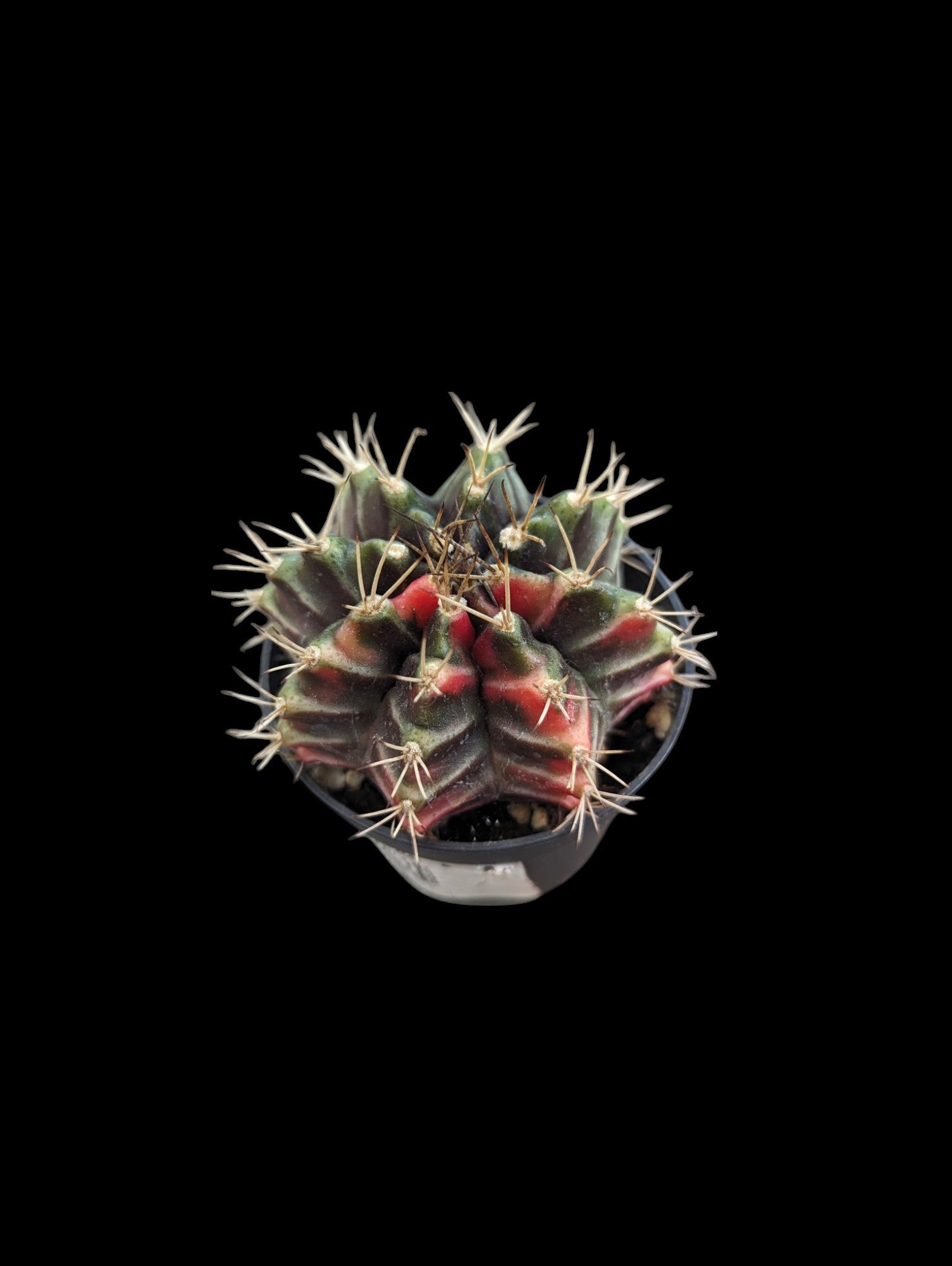 Gymnocalycium Cactus Haute Couleur