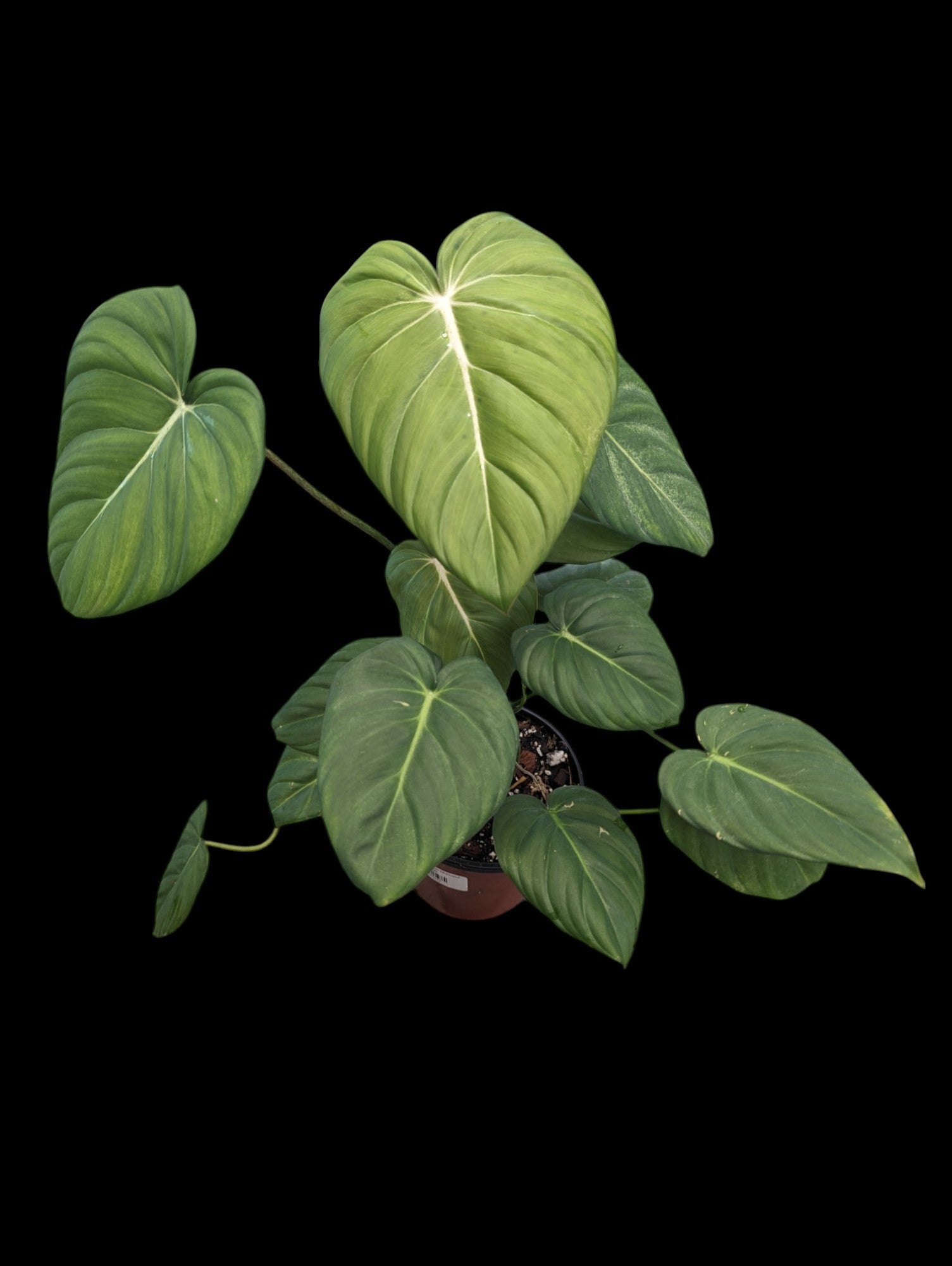 philodendron dean mcdowell for sale Philodendron Dean McDowell
