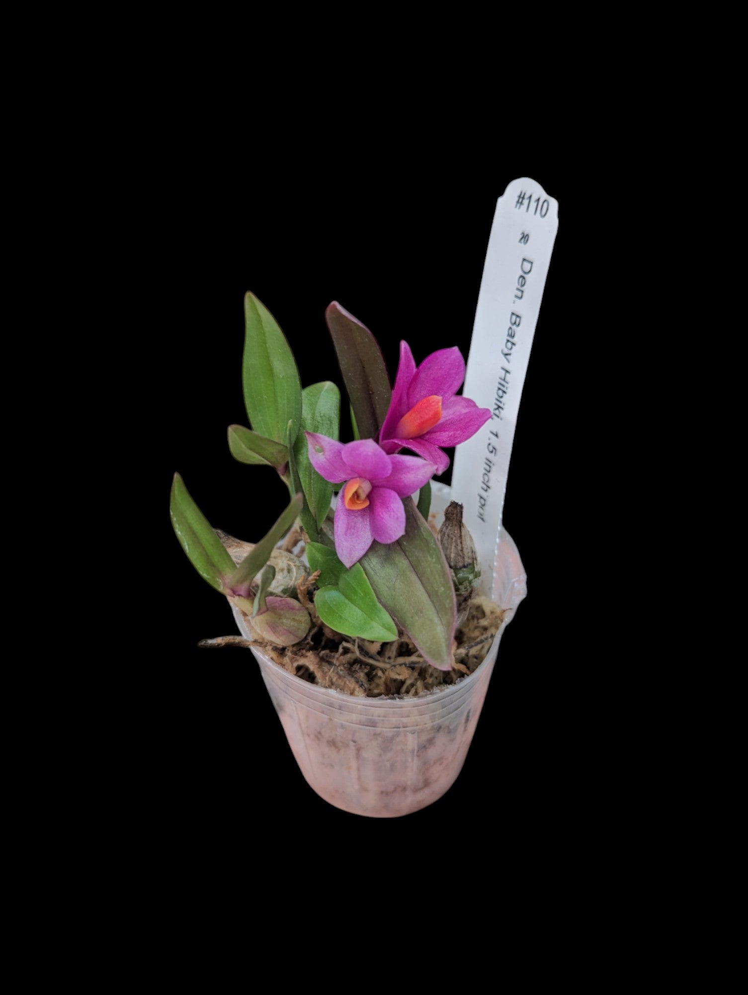 Dendrobium Baby Hibiki