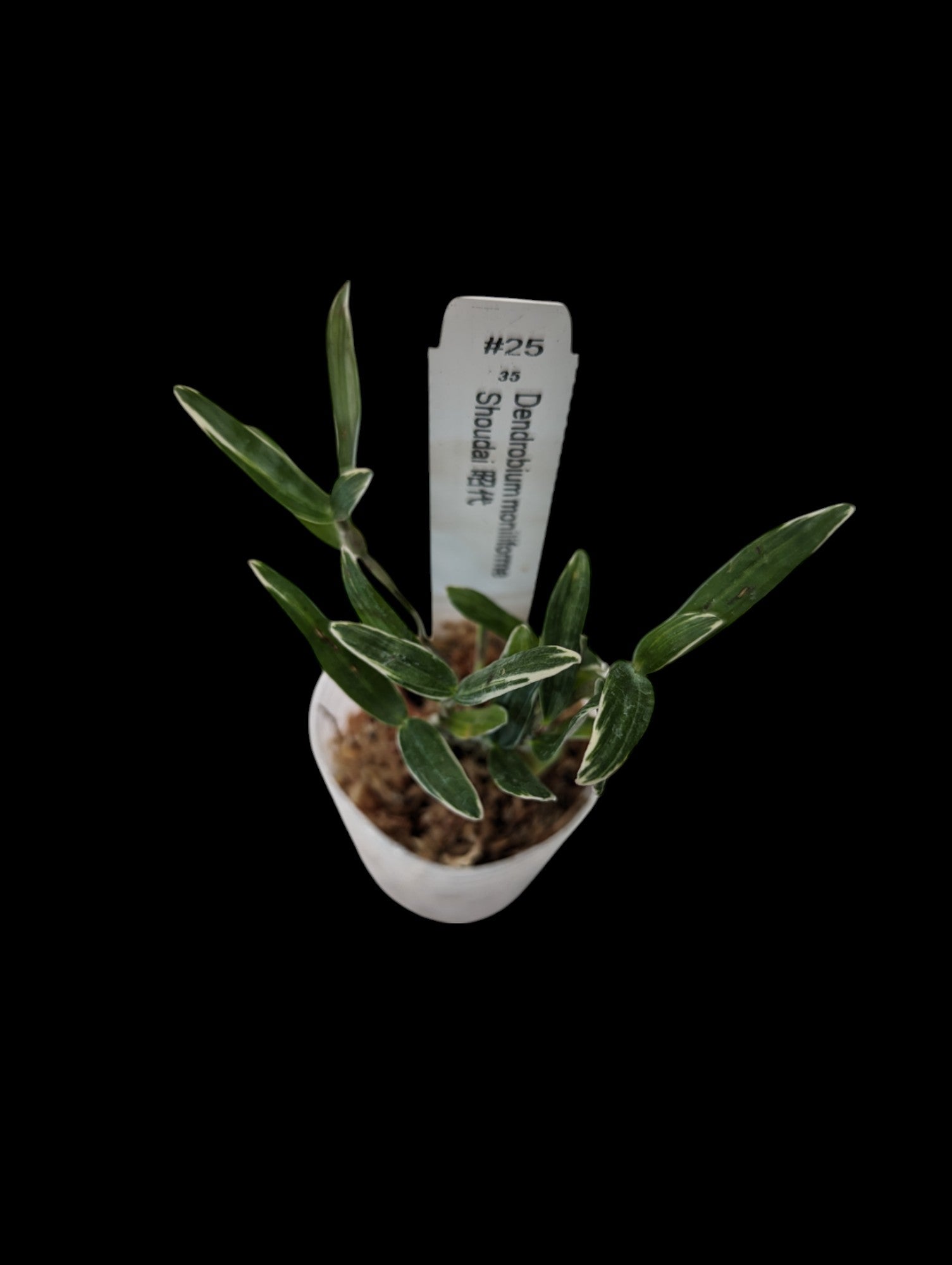 Dendrobium moniliforme Shoudai