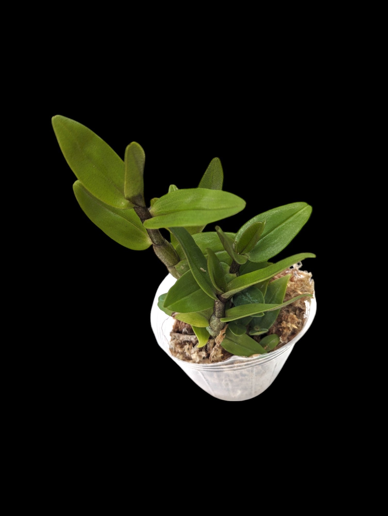 Dendrobium ovipostoriferum x sib