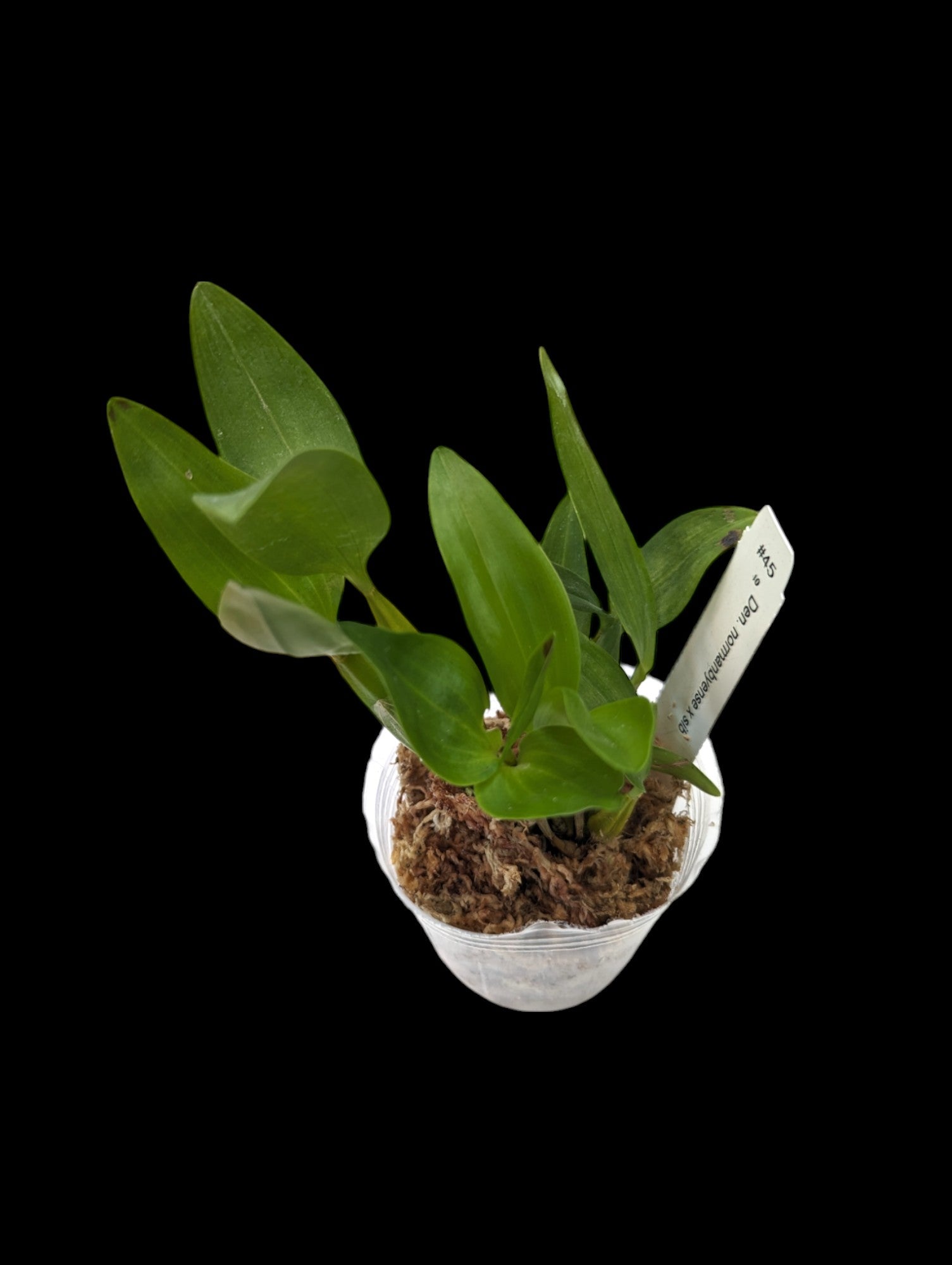 Dendrobium normanbyense x sib