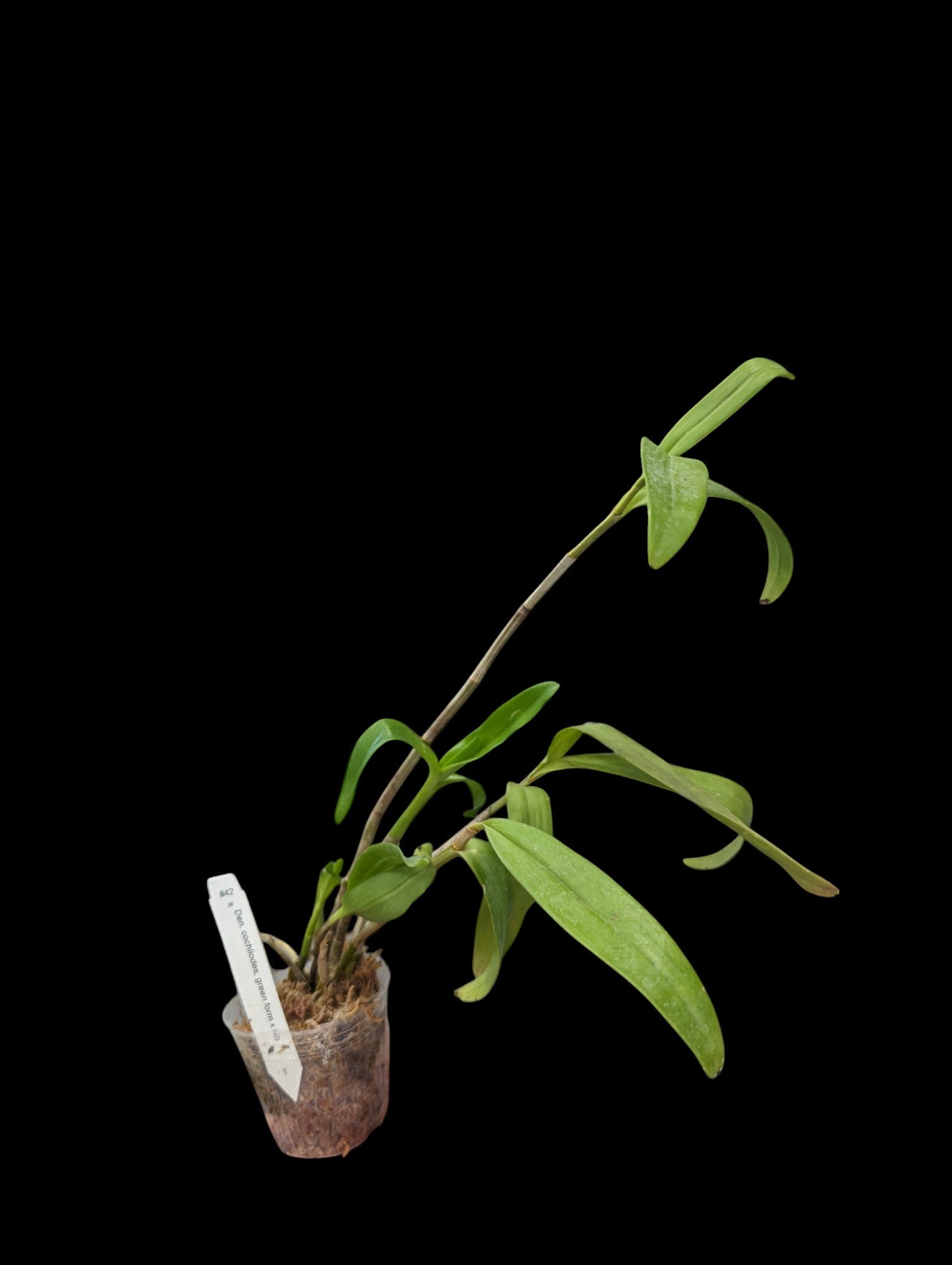 Dendrobium cochliodes, green form x sib