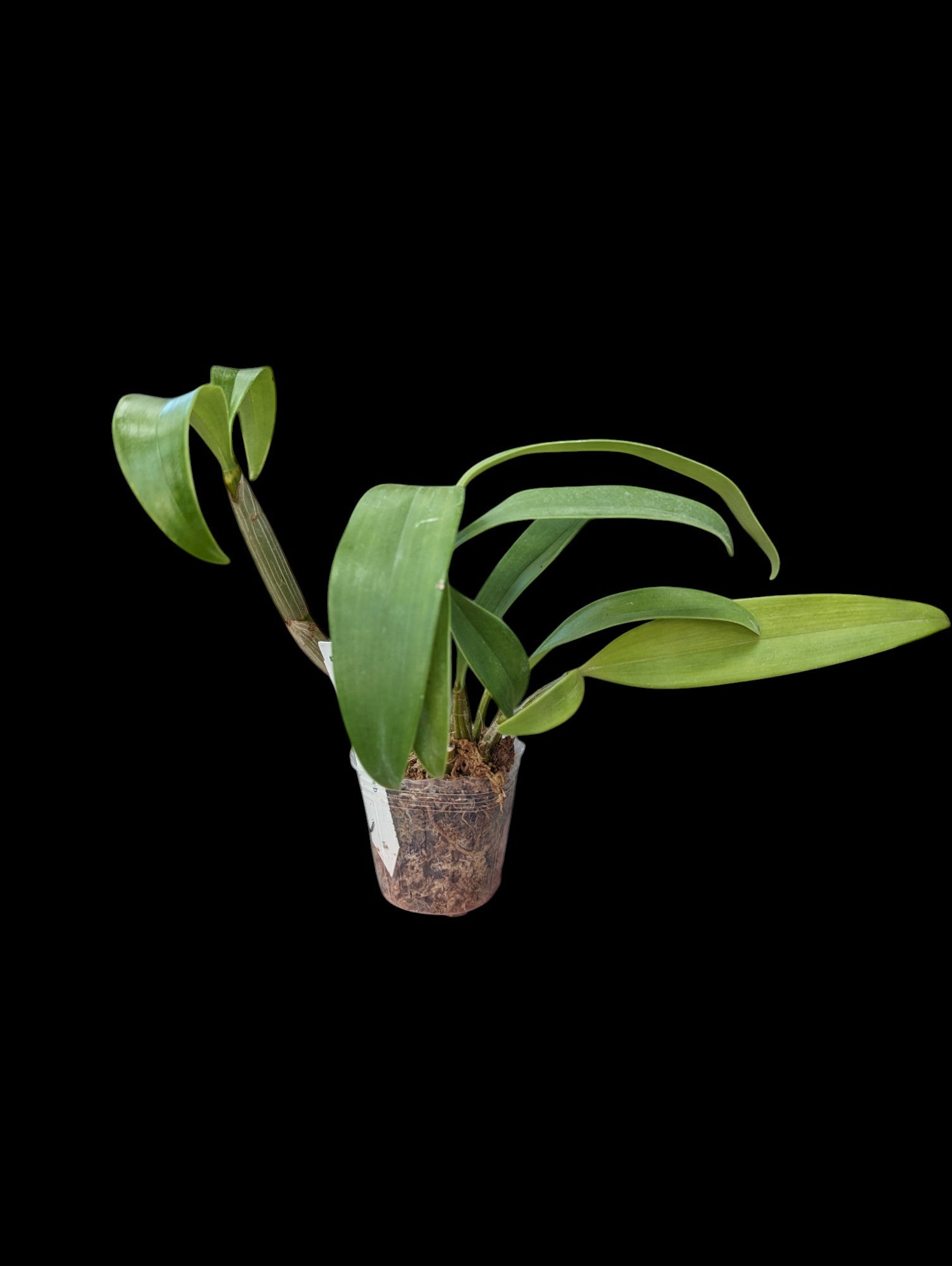 Dendrobium spectabile x sib