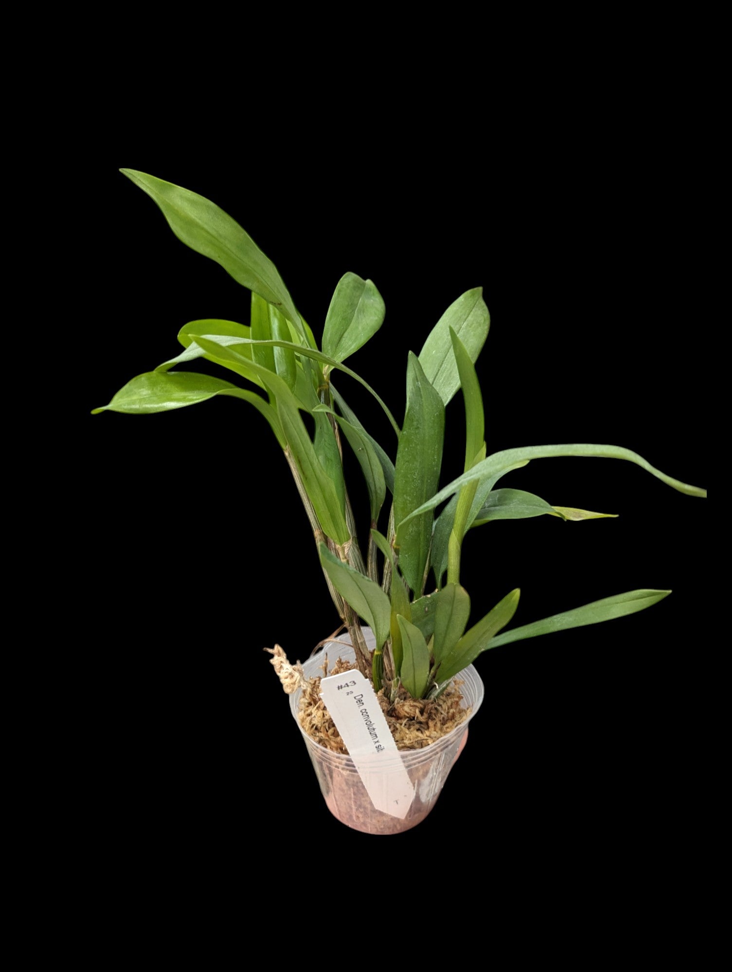 Dendrobium convolutum x sib