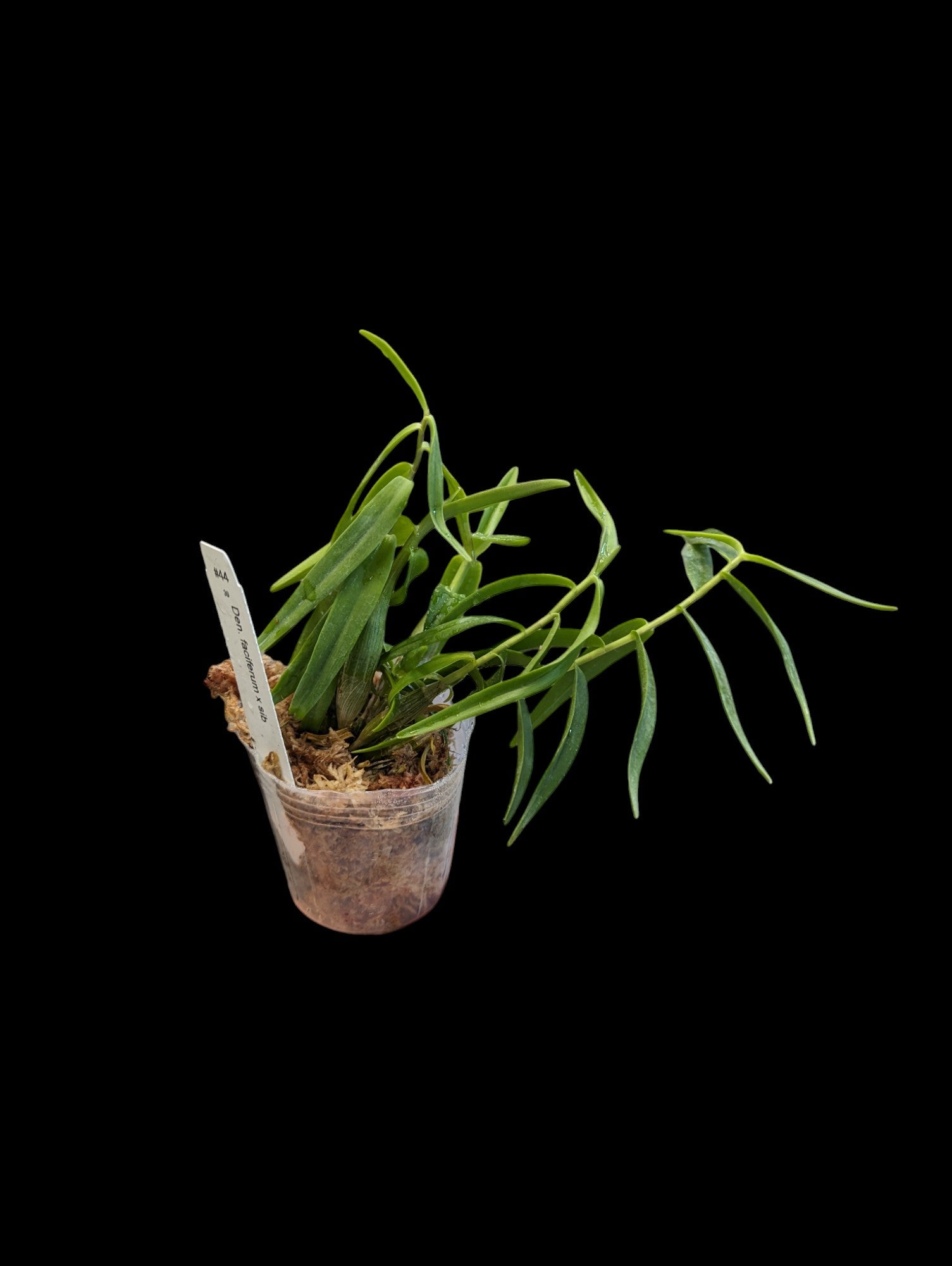 Dendrobium faciferum x sib