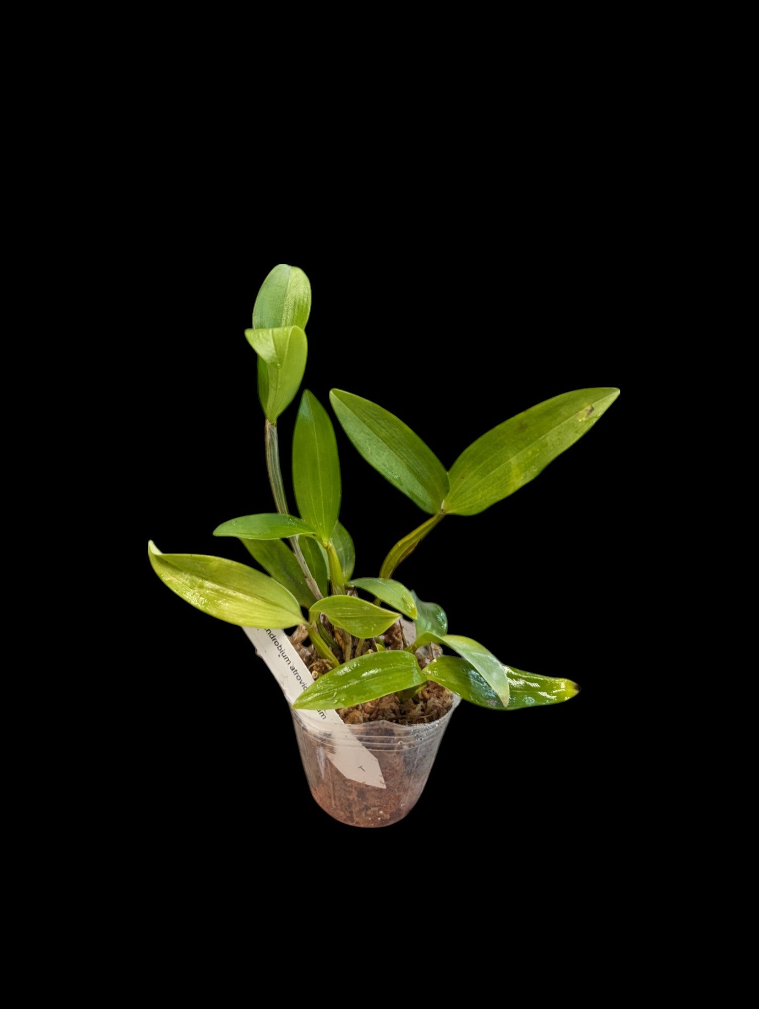 Dendrobium atroviolaceum