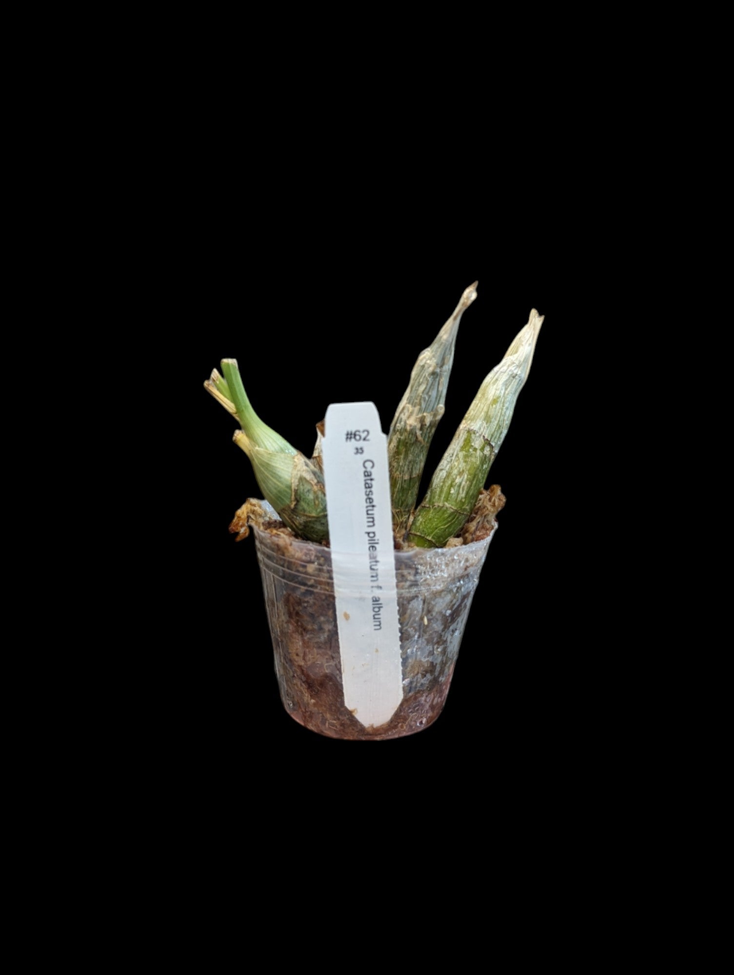 Catasetum pileatum f. album