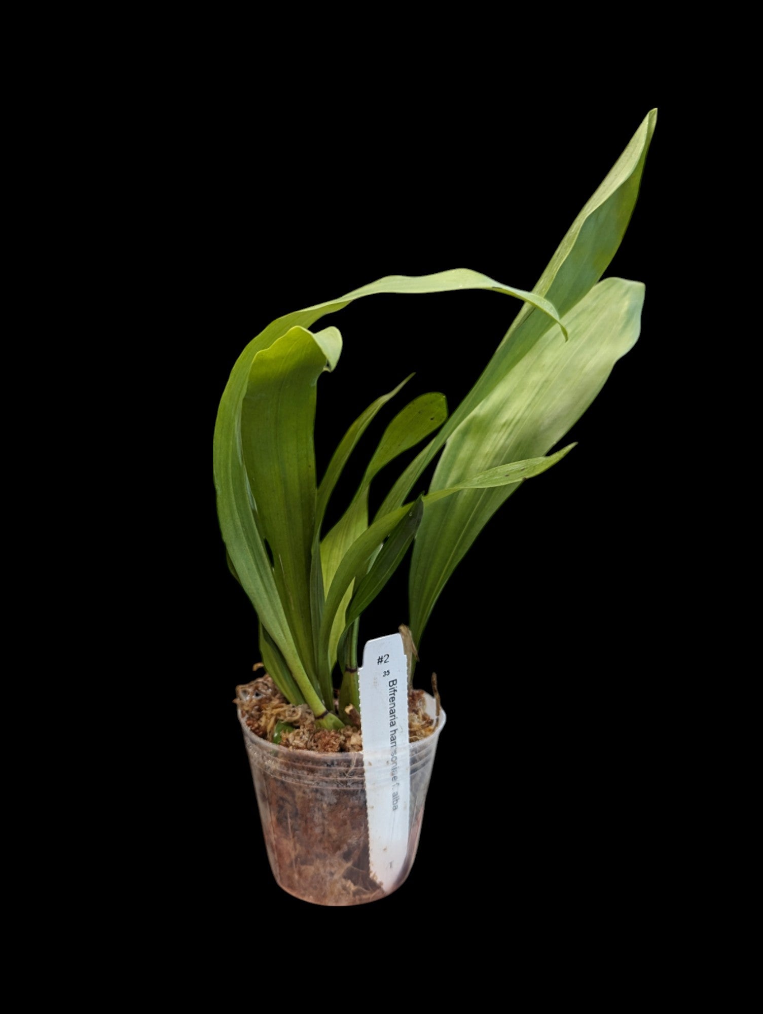 Bifrenaria harrisoniae f. alba
