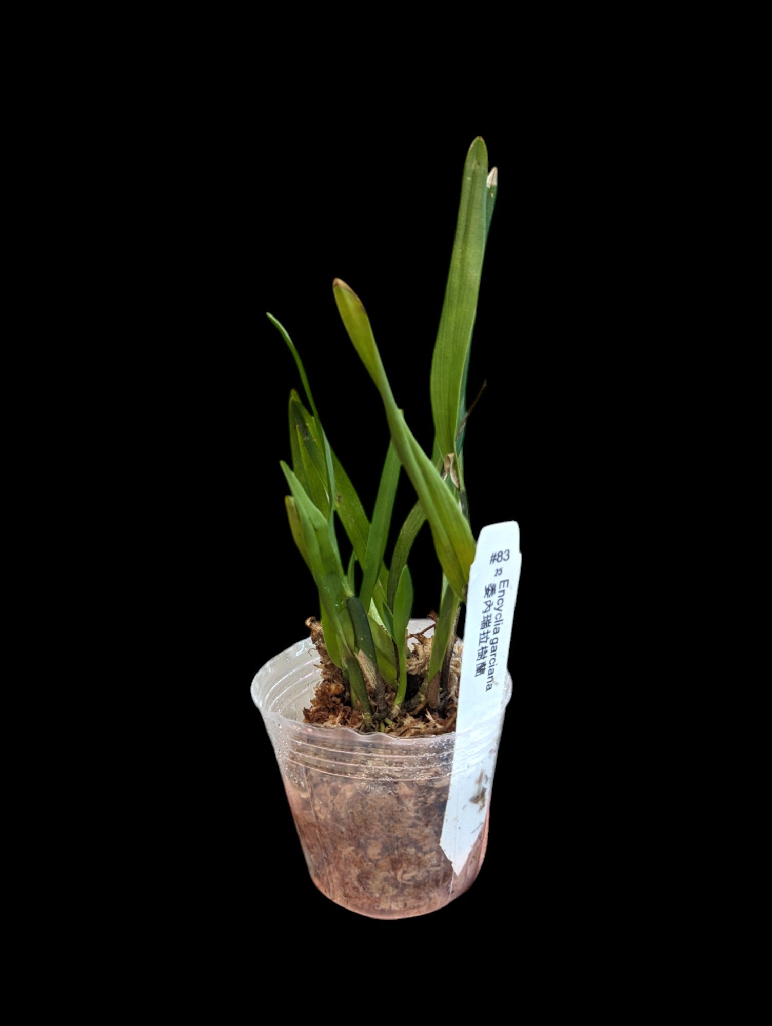 Encyclia garciana