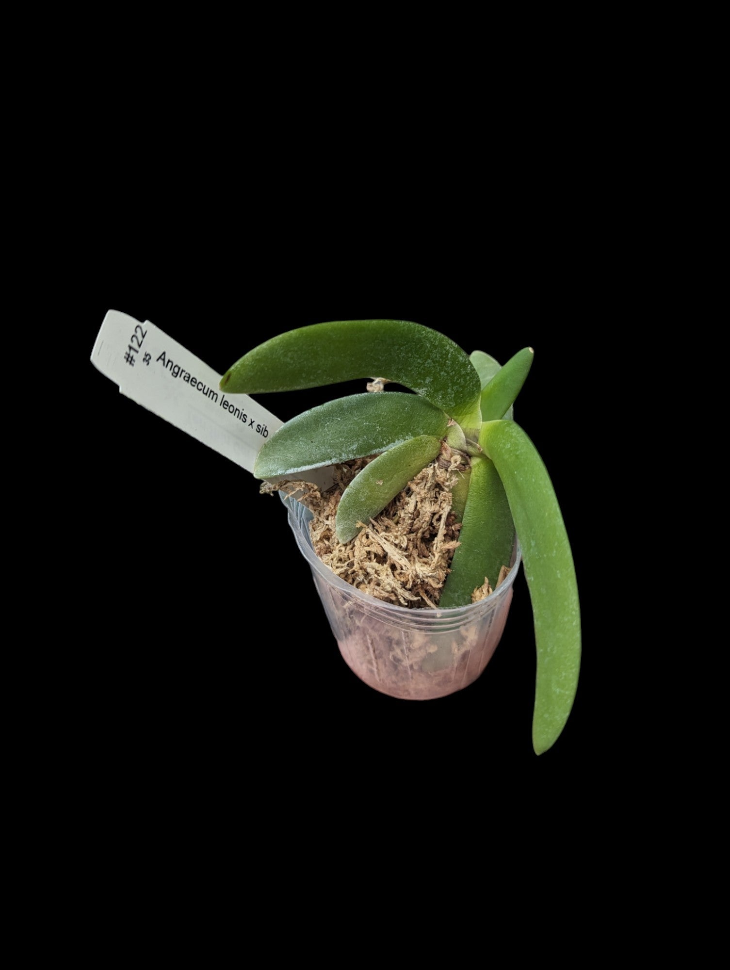 Angraecum leonis x sib