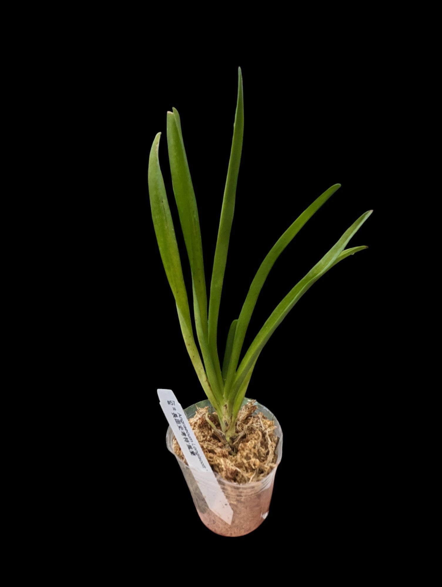 Angraecum Longiscott'