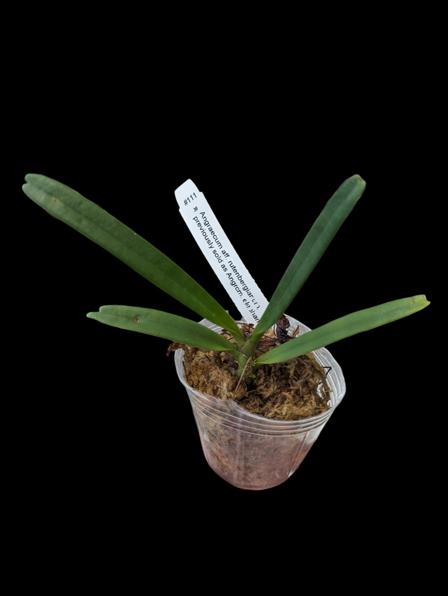 Angraecum aff. rutenbergianum