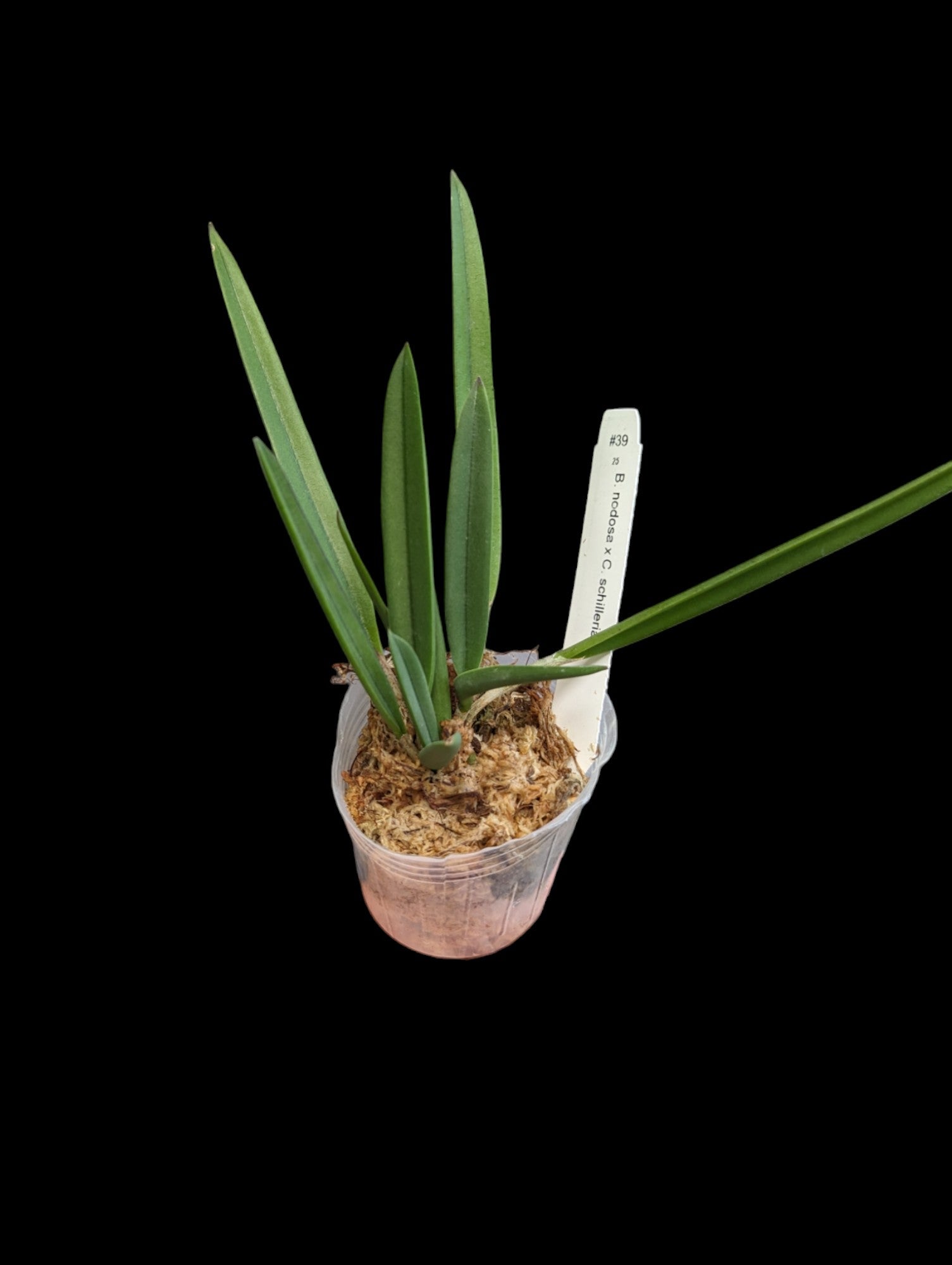 Brassocattleya (B. nodosa x C. schilleriana)