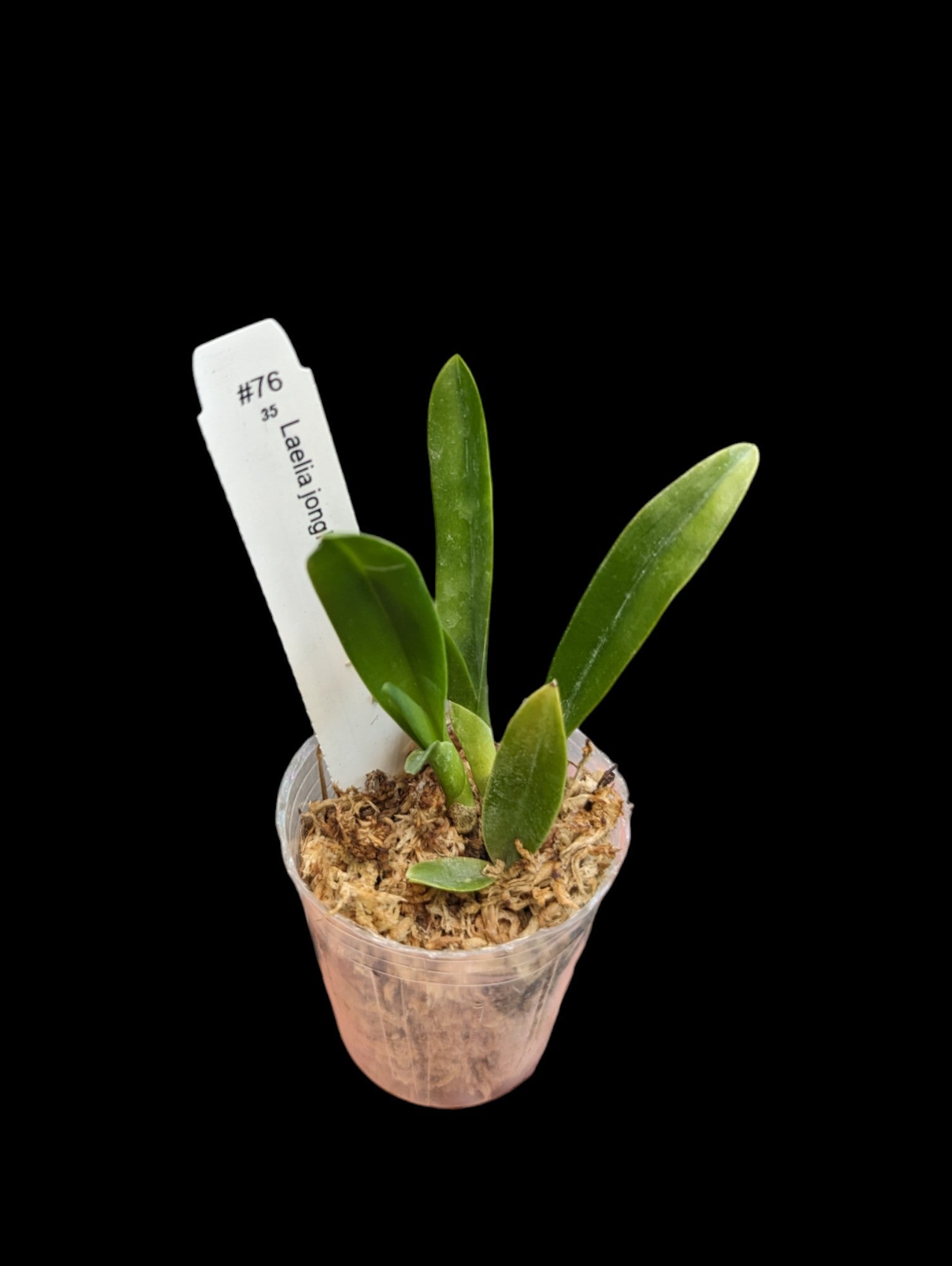 Laelia jongheana f. alba