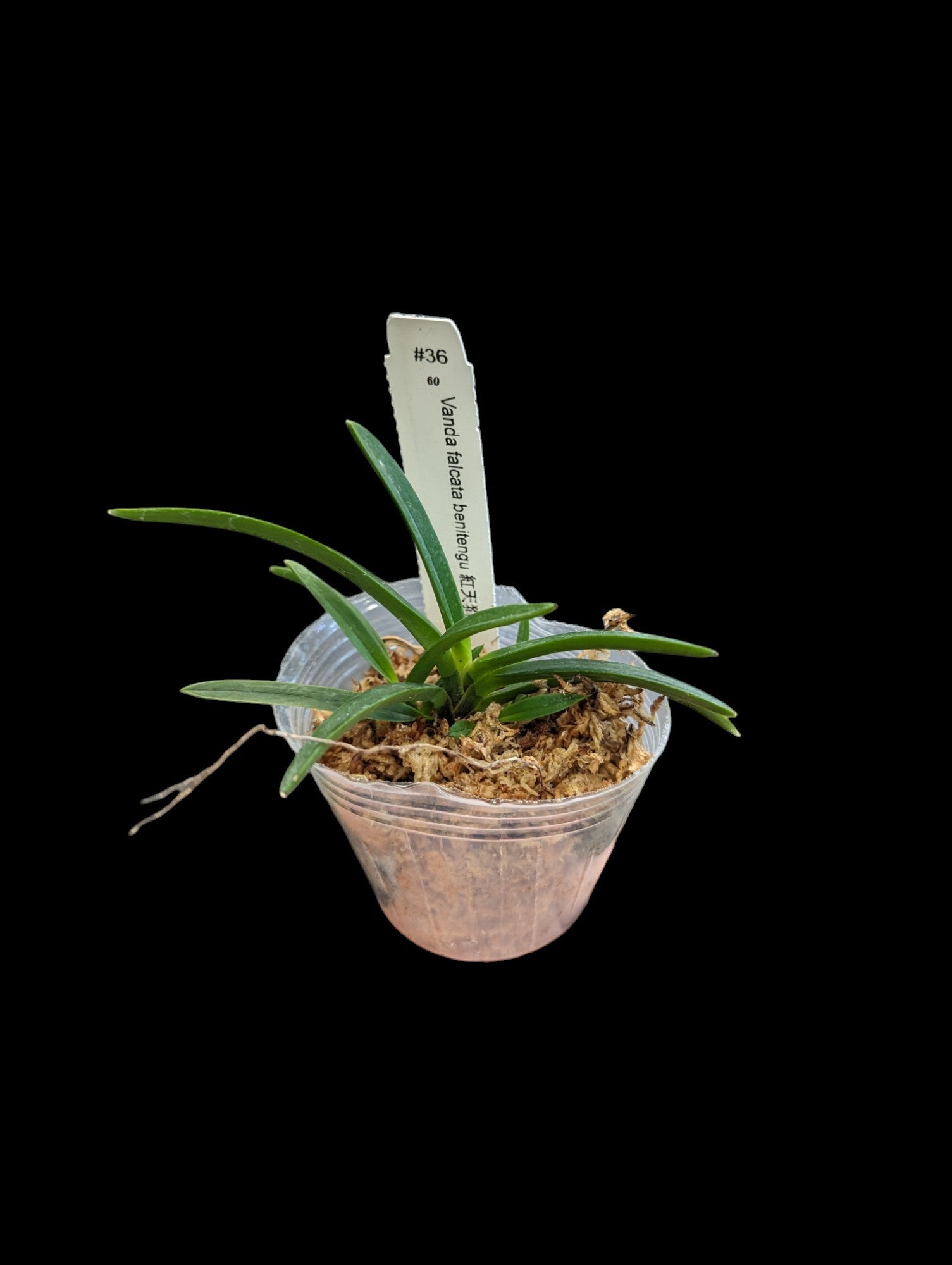 Vanda falcata benitengu